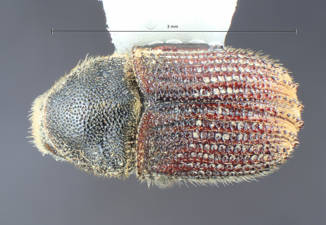 Genus / Species: Phloeosinus variolatus | Image Author: TH Atkinson | Location: United States, California, Middletown, 4 mi N | Collection: University of Texas Insect Collection