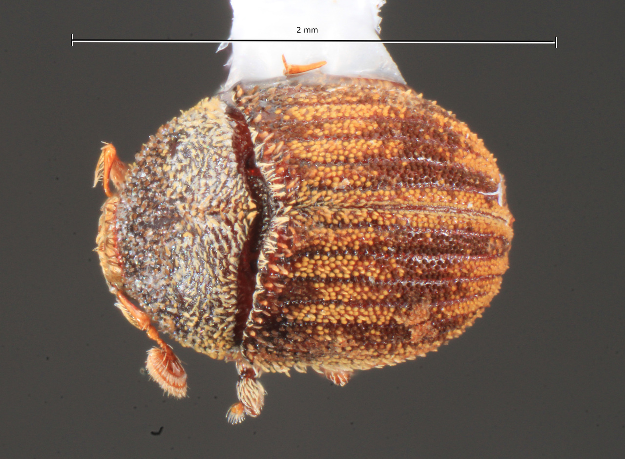 Genus / Species: Pseudochramesus acuteclavatus | Image Author: TH Atkinson | Location: Bolivia, Santa Cruz, Warnes, 5 km ESE, Hotel Rio Selva | Collection: University of Texas Insect Collection