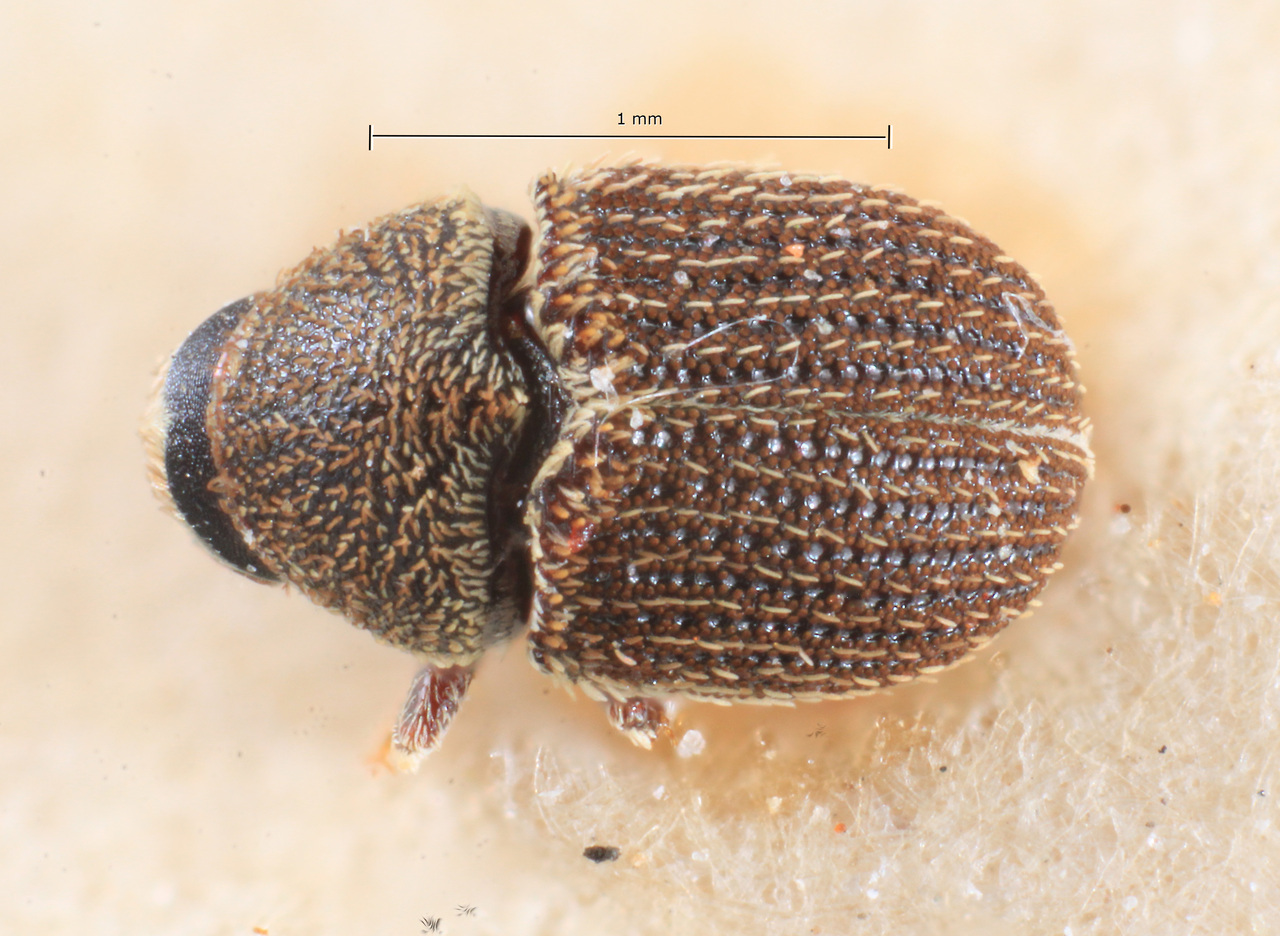 Genus / Species: Pseudochramesus vianai | Image Author: TH Atkinson | Location: Argentina, Buenos Aires, Tigre | Image Type: syntype | Collection: Museo de la Plata