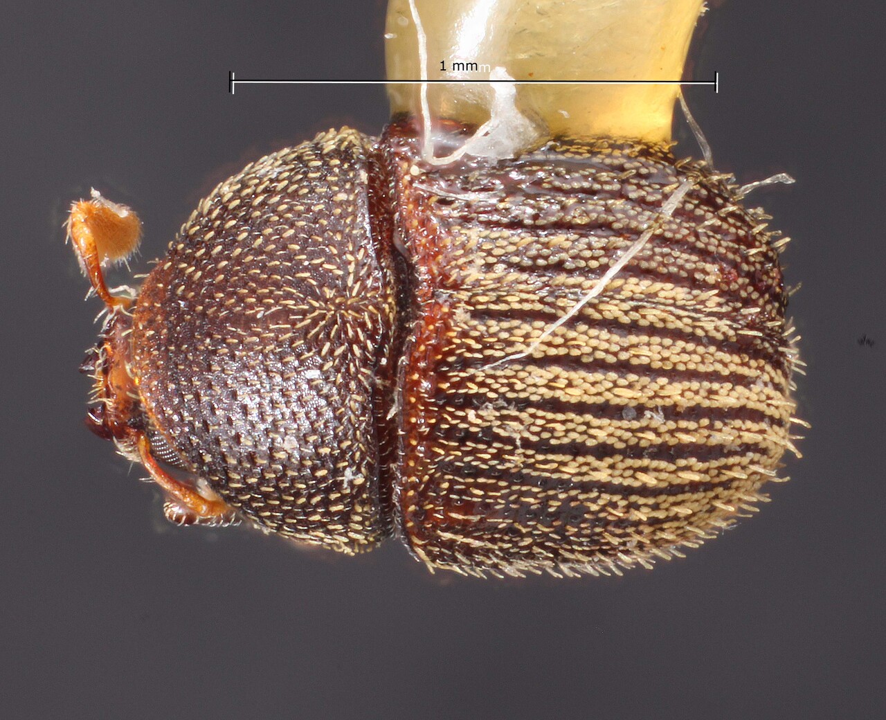 Genus / Species: Chramesus crenatus | Image Author: TH Atkinson | Location: México, Veracruz, Veracruz, 24 km W  | Image Type: holotype | Collection: Snow Entomological Museum, Univ. Kansas