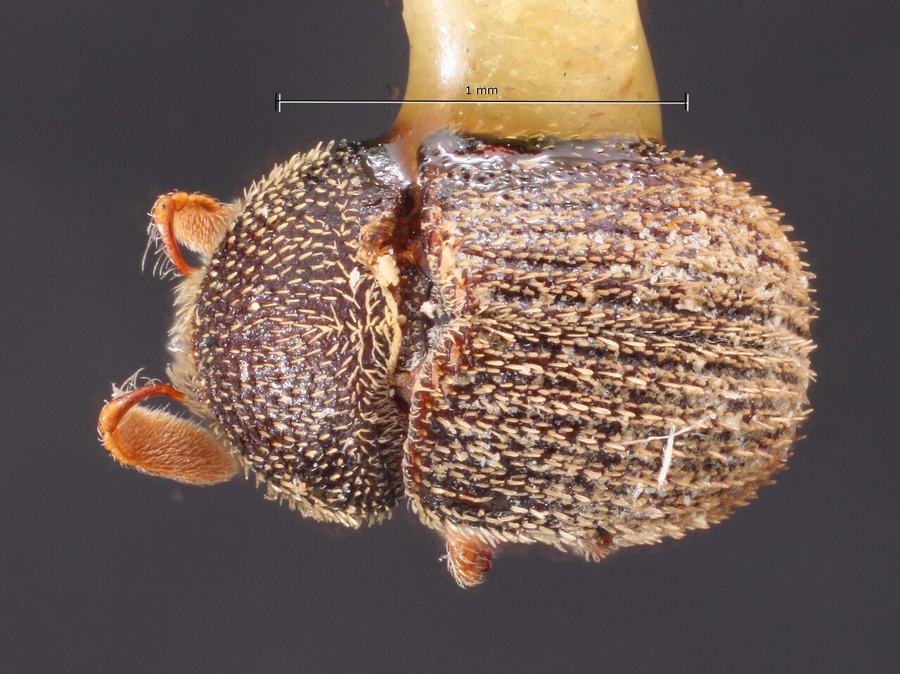 Genus / Species: Chramesus strigatus | Image Author: TH Atkinson | Location: México, Puebla, Atlixco, 11 km S | Image Type: holotype | Collection: Snow Entomological Museum, Univ. Kansas