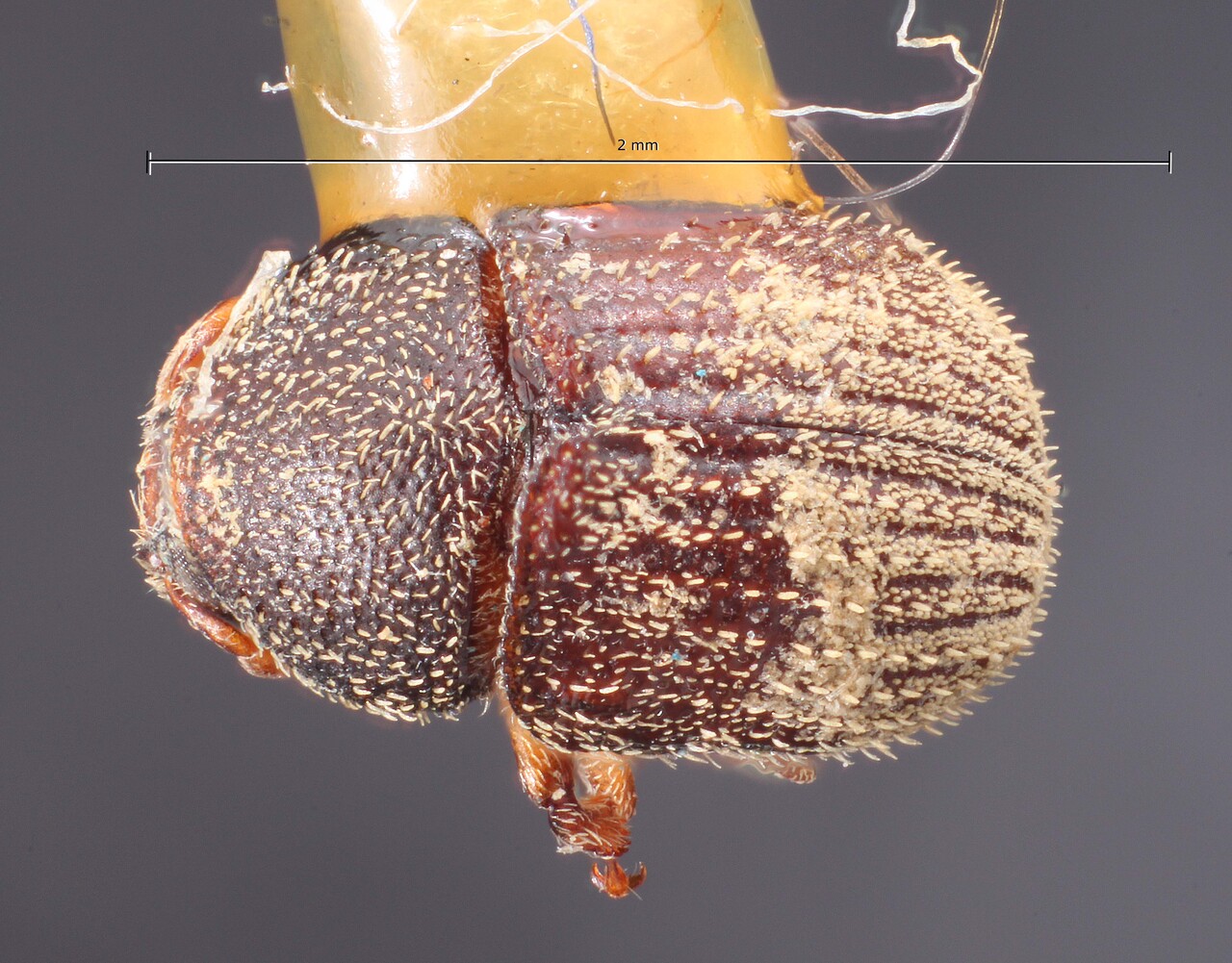 Genus / Species: Chramesus xylophagus | Image Author: TH Atkinson | Location: México, Sinaloa, El Rosario | Image Type: holotype | Collection: Snow Entomological Museum, Univ. Kansas