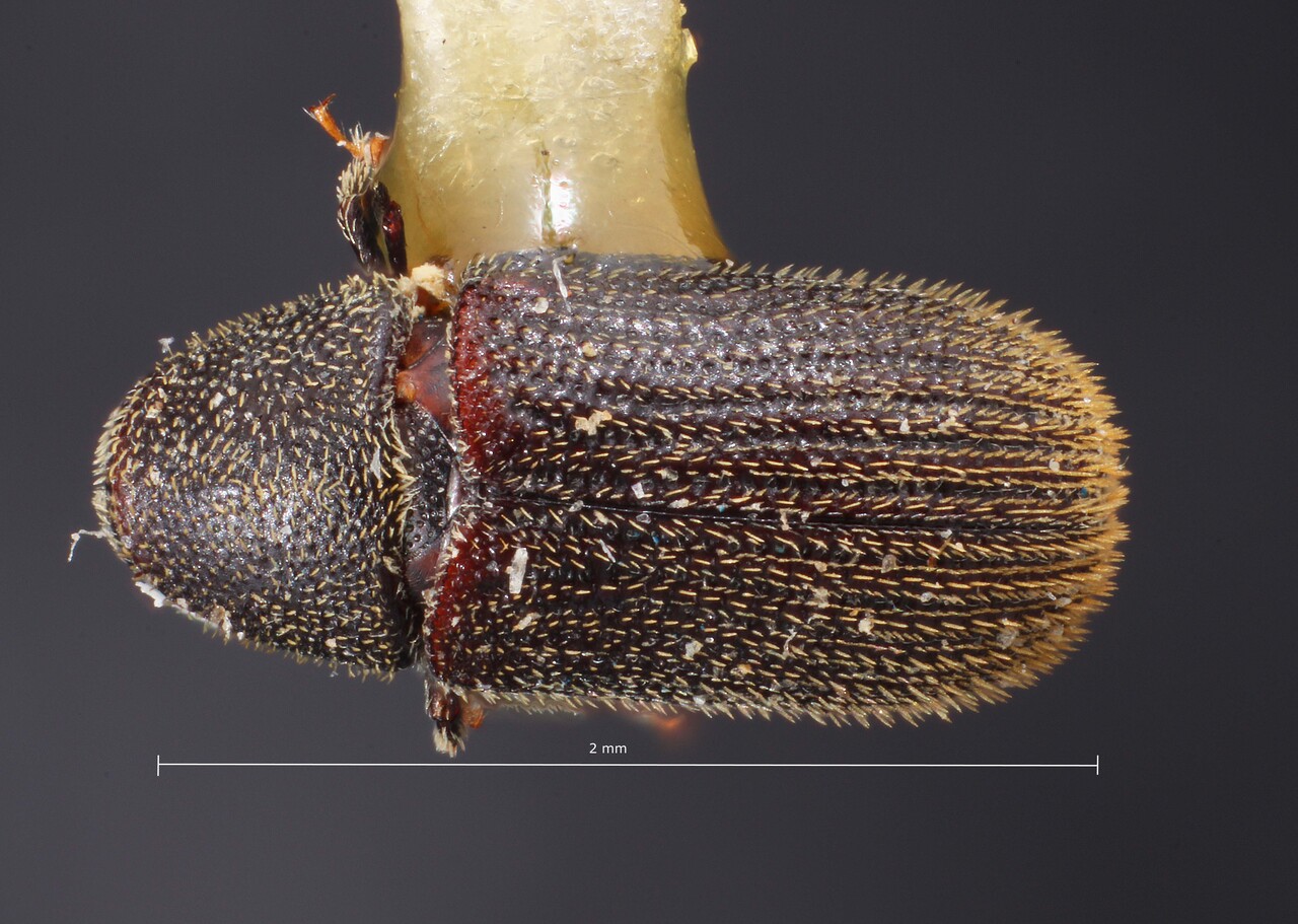 Genus / Species: Chramesus annectens | Image Author: TH Atkinson | Location: México, Oaxaca, Nochixtlán, 11 km SE | Image Type: holotype | Collection: Snow Entomological Museum, Univ. Kansas