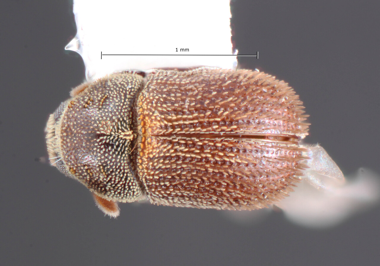 Genus / Species: Chaetophloeus woodruffi | Image Author: TH Atkinson | Location: Rep. Dominicana, Pedernales, Cabo Rojo, 19 km N | Image Type: allotype | Collection: Florida State Collection of Arthropods