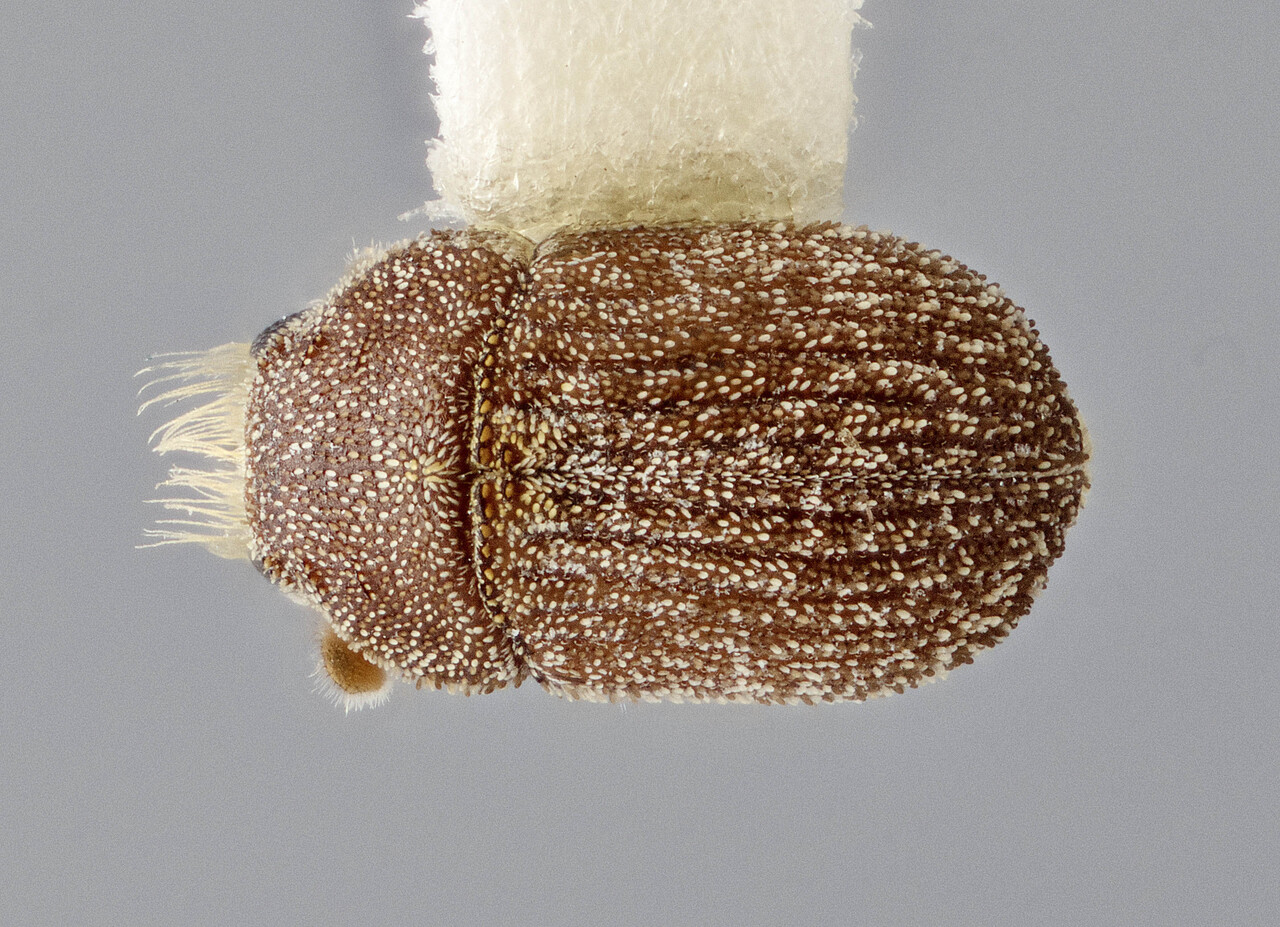 Genus / Species: Chaetophloeus atlanticus | Image Author: J Buffam | Location: Bahamas, Man-O-War Cay, nr. Abaco | Image Type: holotype | Collection: Canadian National Collection of Insects, Arachnids and Nematodes