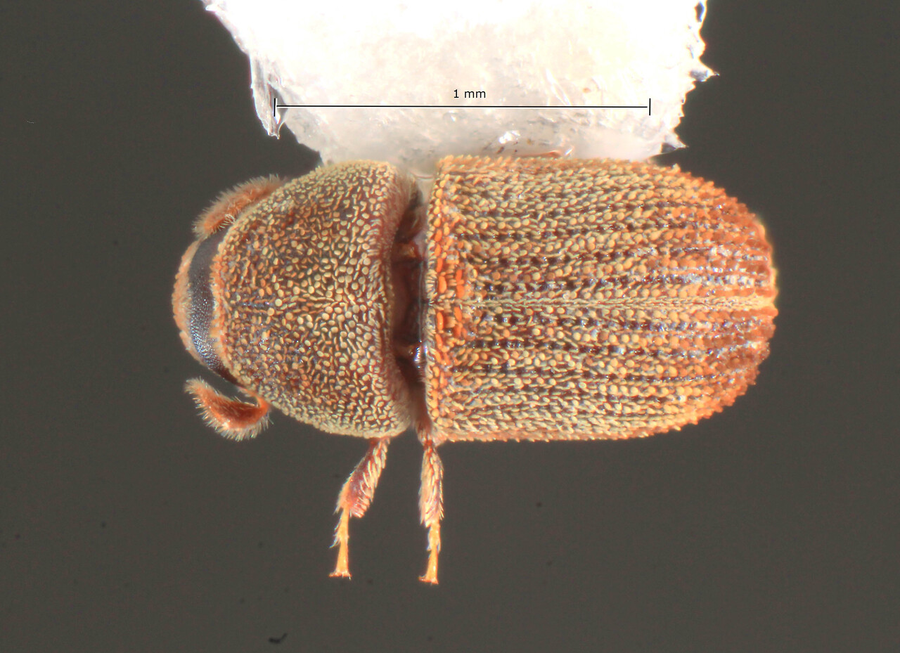 Genus / Species: Chaetophloeus mexicanus | Image Author: TH Atkinson | Location: United States, Texas, Goliad | Collection: University of Texas Insect Collection