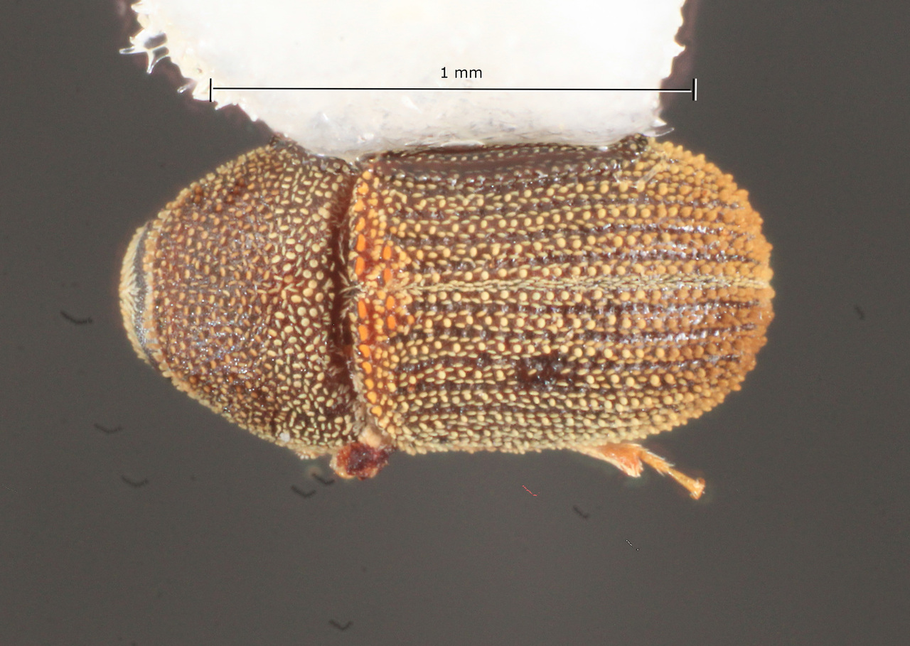 Genus / Species: Chaetophloeus minimus | Image Author: TH Atkinson | Location: México, Oaxaca, Huatulco, coast hwy, km 281, W of Rio Seco | Collection: University of Texas Insect Collection