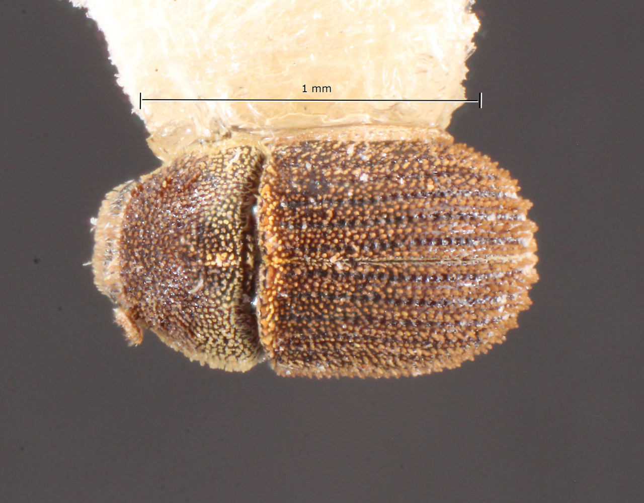 Genus / Species: Chaetophloeus pouteriae | Image Author: TH Atkinson | Location: México, Campeche, Campo de Investigación Forestal 'El Tormento' | Collection: Centro de Entomología y Acarología