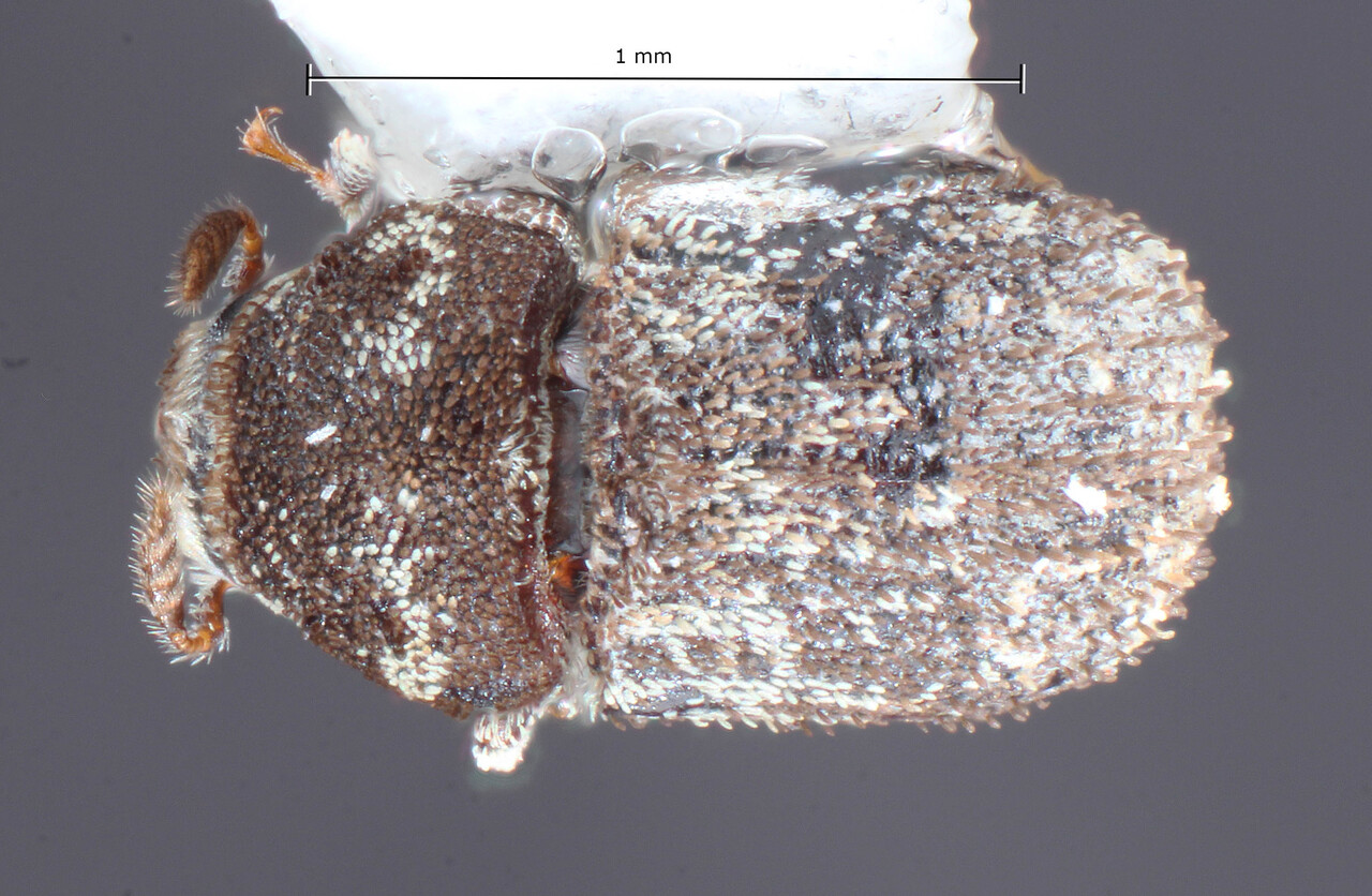 Genus / Species: Chaetophloeus flourensiae | Image Author: TH Atkinson | Location: United States, Texas, Springhills, I-10 exit 184 | Collection: Entomology