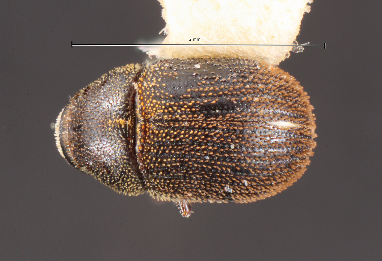 Genus / Species: Chaetophloeus struthanthi | Image Author: TH Atkinson | Location: México, Veracruz, Banderilla | Collection: Centro de Entomología y Acarología