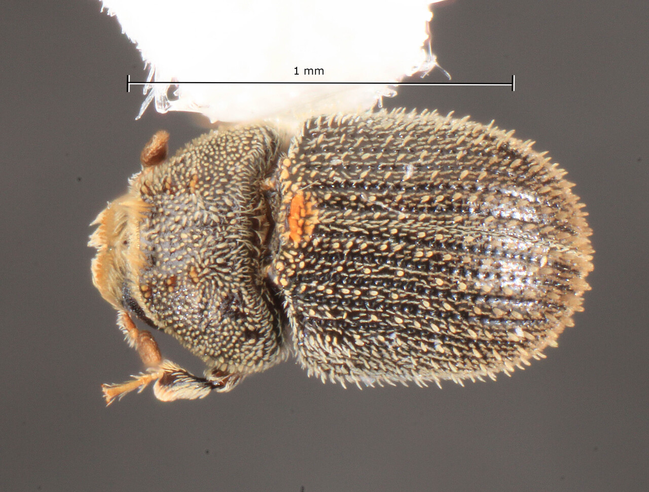 Genus / Species: Chaetophloeus penicillatus | Image Author: TH Atkinson | Location: United States, California, Campo | Collection: University of Texas Insect Collection