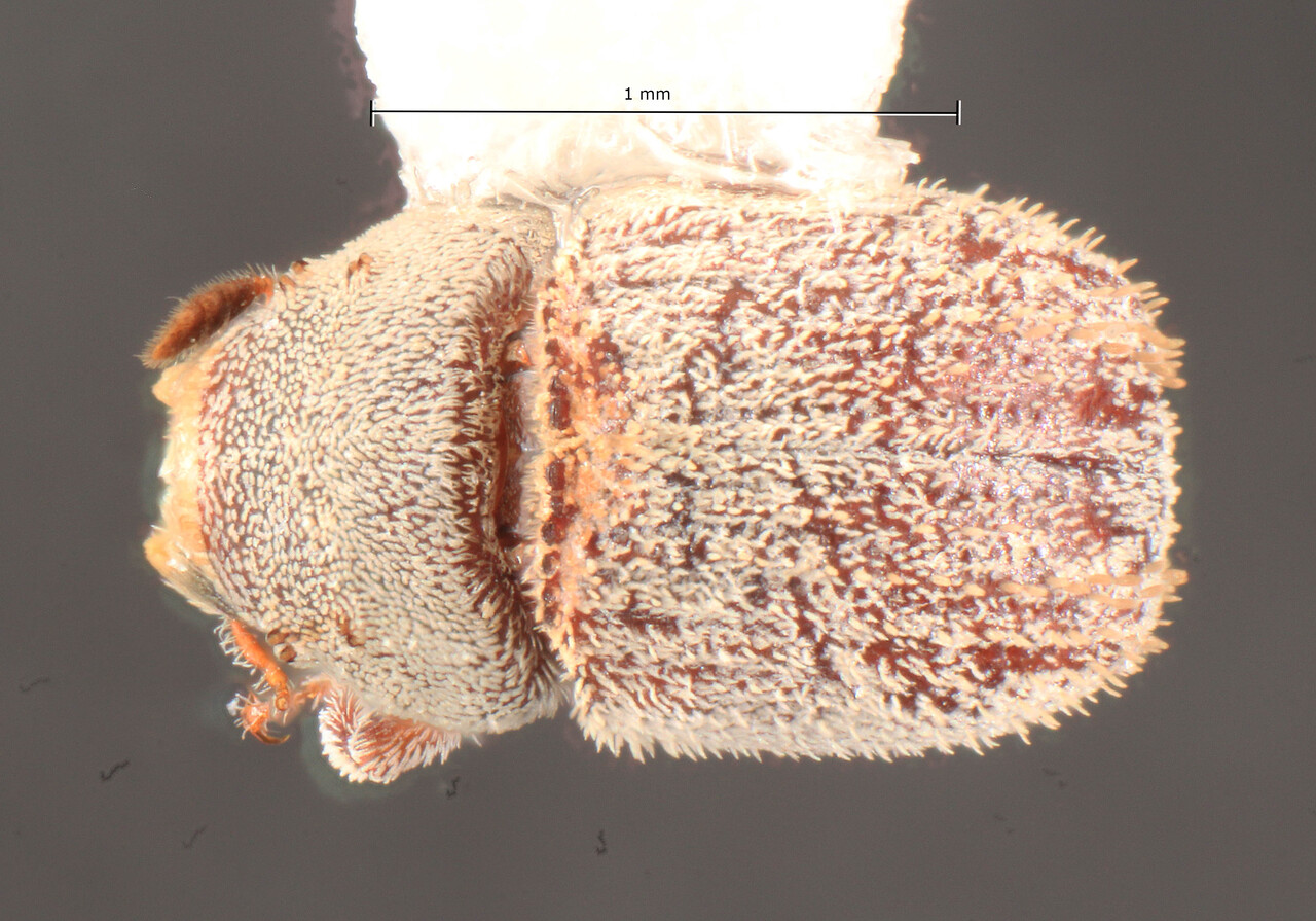 Genus / Species: Chaetophloeus pruinosus | Image Author: TH Atkinson | Location: United States, California, I-10, Cottonwood Springs exit | Collection: University of Texas Insect Collection