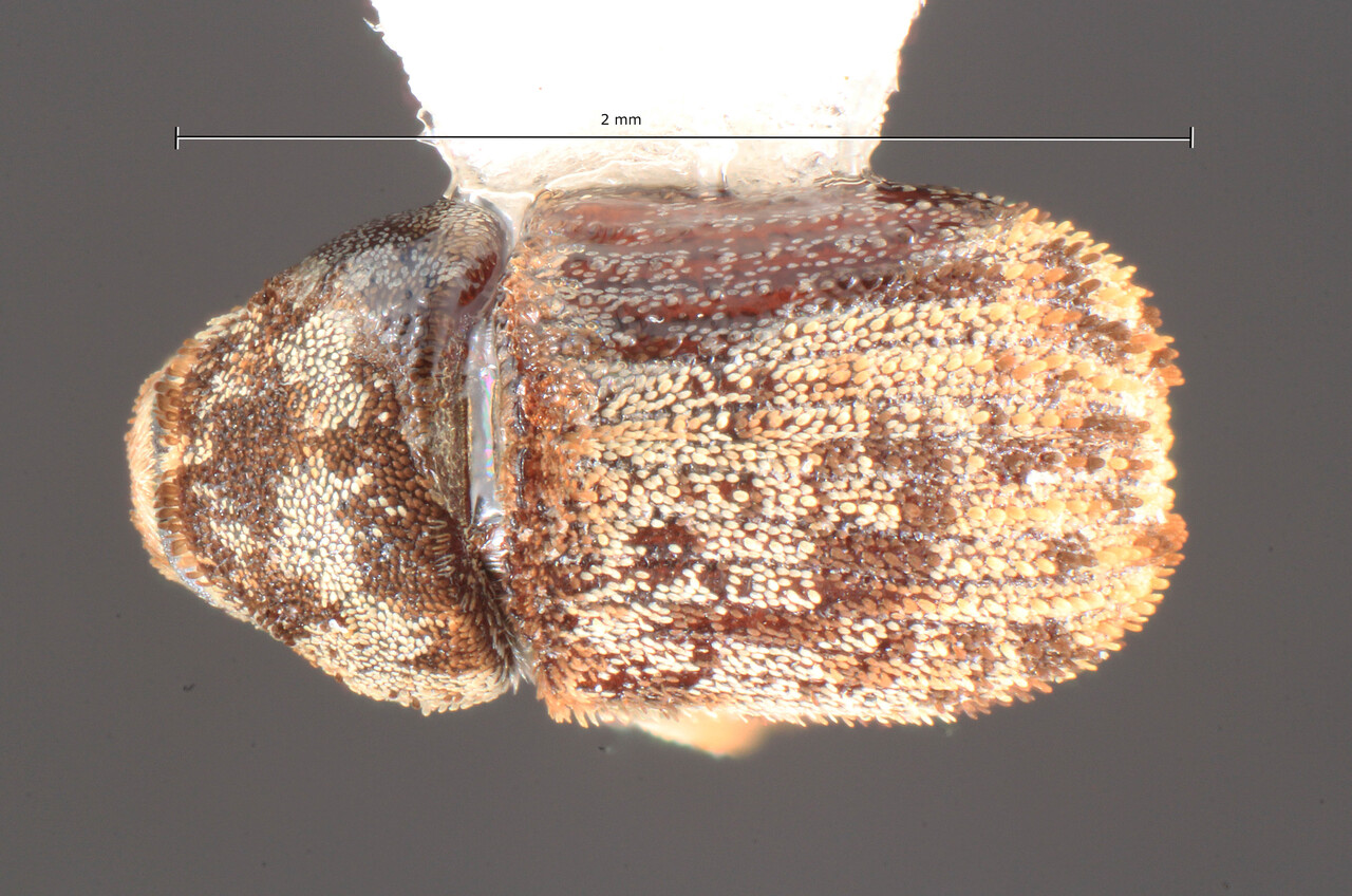 Genus / Species: Chaetophloeus sulcatus | Image Author: TH Atkinson | Location: México, Coahuila, Saltillo | Collection: University of Texas Insect Collection