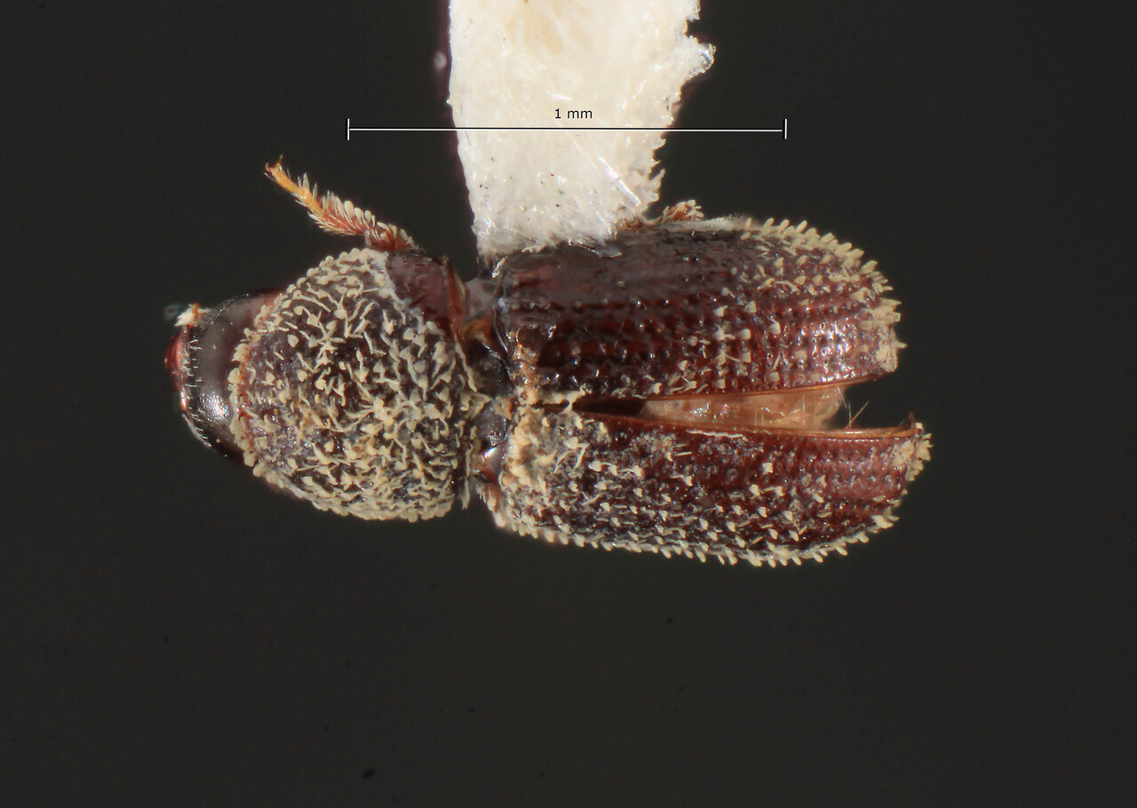 Genus / Species: Liparthrum albosetum | Image Author: TH Atkinson | Location: México, Baja California Sur, Guerrero Negro, 50.3 km SE | Collection: University of Texas Insect Collection