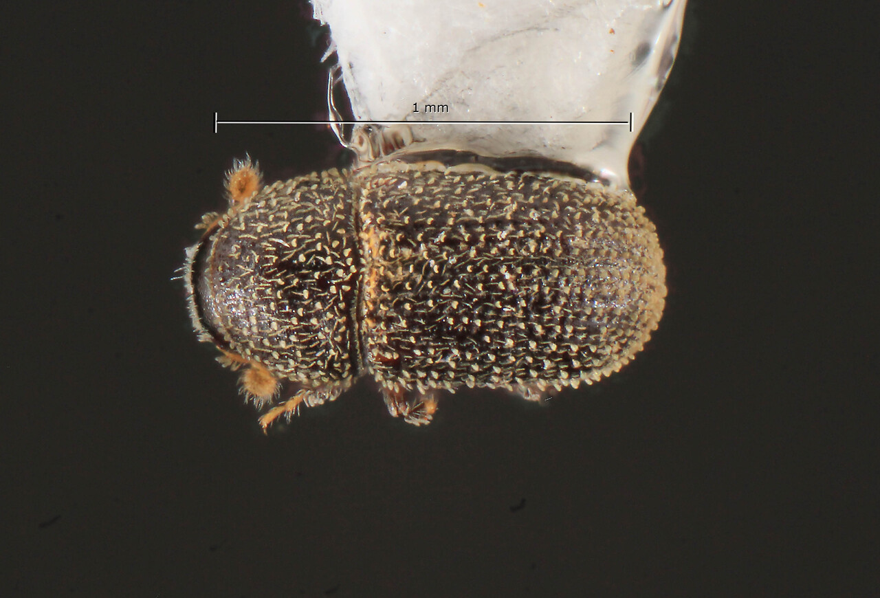 Genus / Species: Liparthrum arizonicum | Image Author: TH Atkinson | Location: México, Sonora, Puerto de la Cruz, 3 km S | Collection: University of Texas Insect Collection