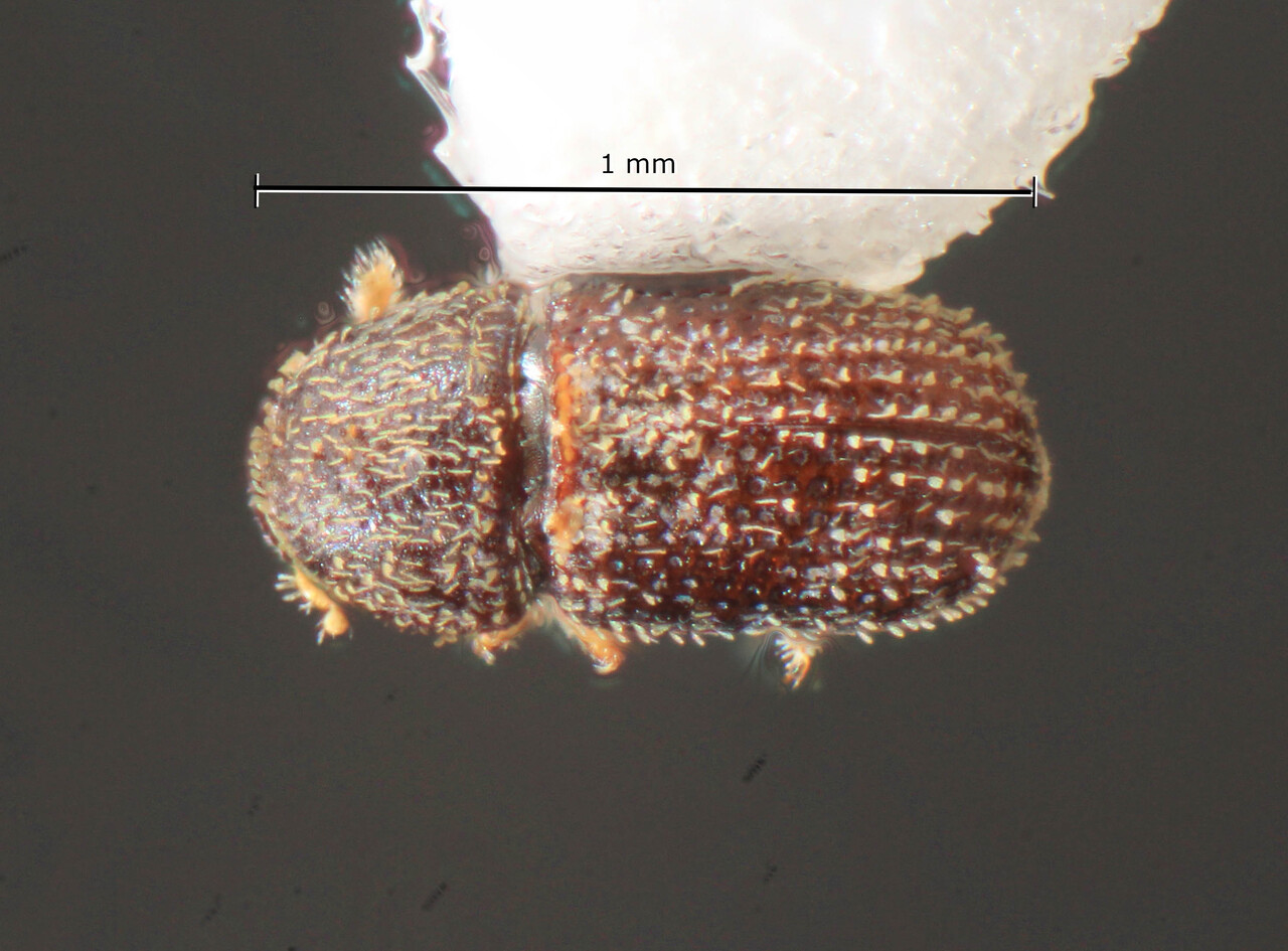 Genus / Species: Liparthrum pruni | Image Author: TH Atkinson | Location: México, Sonora, Alamos | Collection: University of Texas Insect Collection