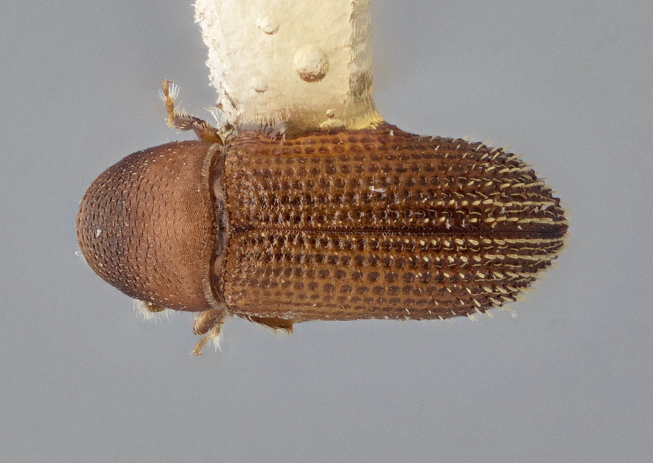 Genus / Species: Liparthrum sabahensis | Image Author: J Buffam | Location: Malaysia, Sabah, Mt.Kinabalu N.P. Liwagu Trail | Image Type: holotype | Collection: Canadian National Collection of Insects, Arachnids and Nematodes