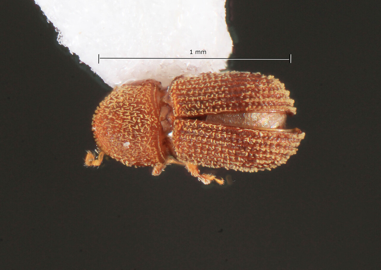 Genus / Species: Liparthrum squamosum | Image Author: TH Atkinson | Location: United States, Texas, Navasota | Collection: University of Texas Insect Collection