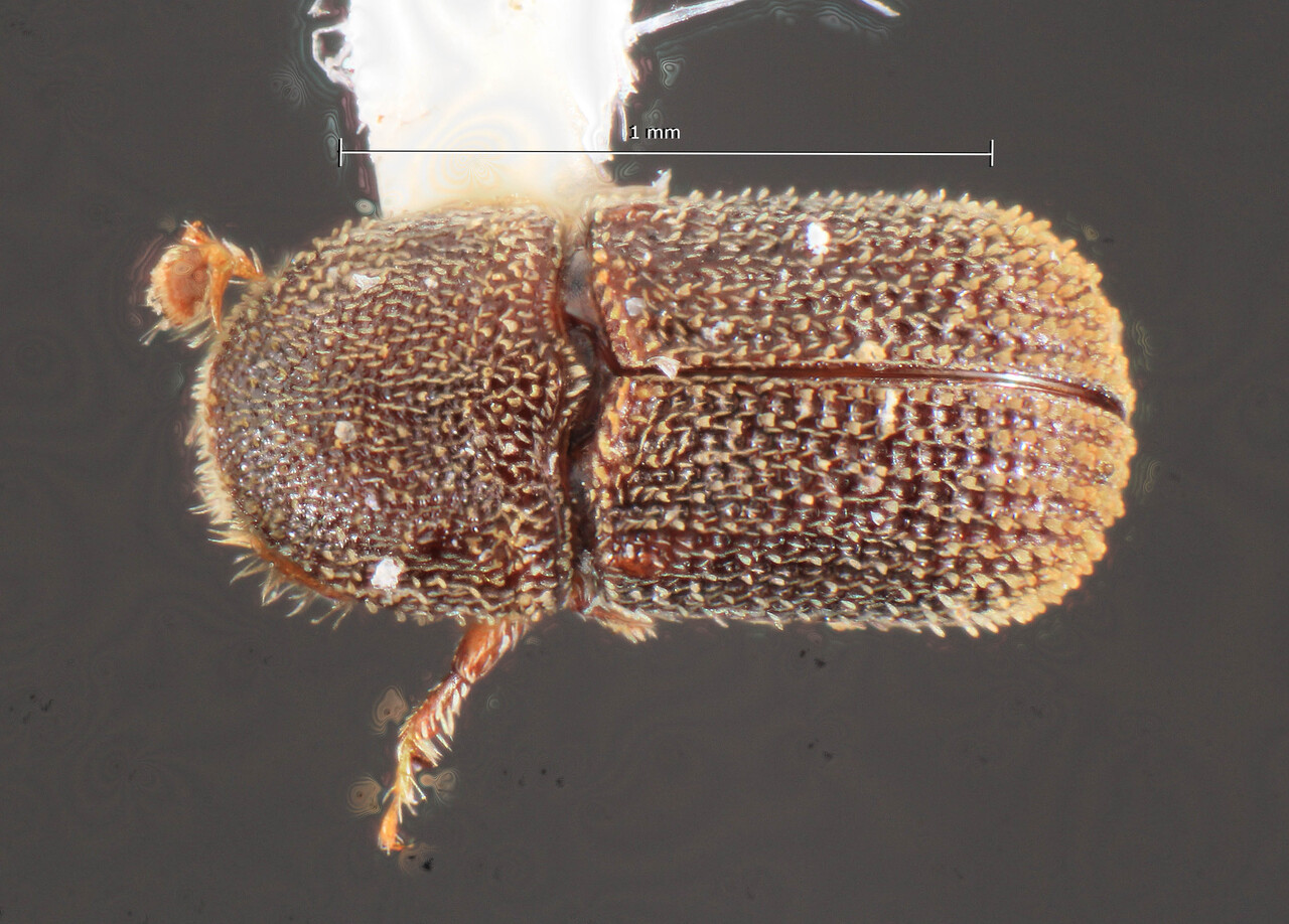 Genus / Species: Liparthrum turnbowi | Image Author: TH Atkinson | Location: Bahamas, Forfar Field Sta., nr, Stafford Creek | Image Type: holotype | Collection: Florida State Collection of Arthropods