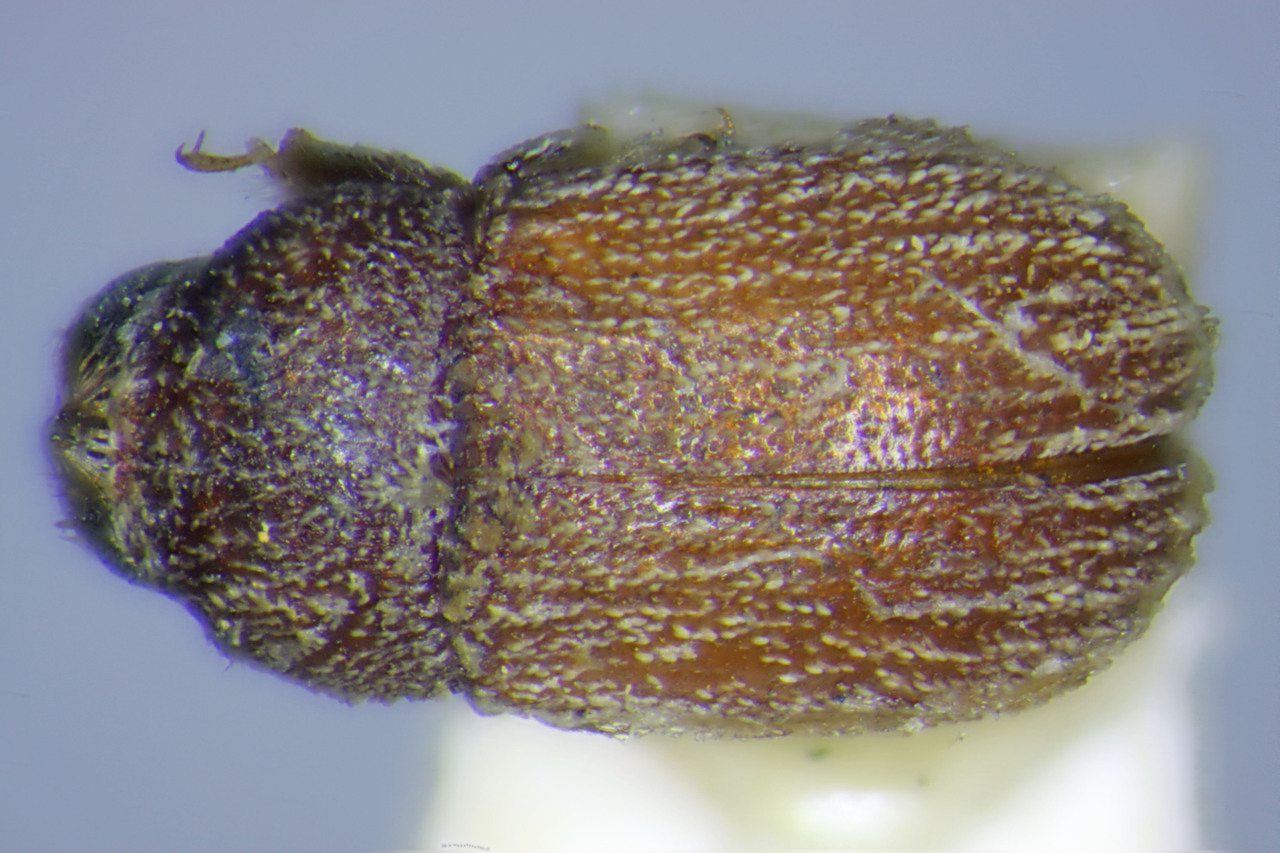 Genus / Species: Chaetophloeus coronatus | Image Author: TH Atkinson | Location: México, Yucatàn, Yucatàn (estado) | Image Type: holotype | Collection: Institut Royal des Sciences Naturelles