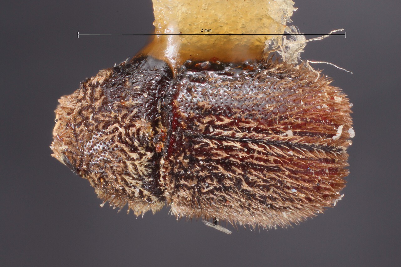 Genus / Species: Chaetophloeus lasius | Image Author: TH Atkinson | Location: México, Oaxaca, Nochixtlán, 11 km SE | Image Type: holotype | Collection: Snow Entomological Museum, Univ. Kansas