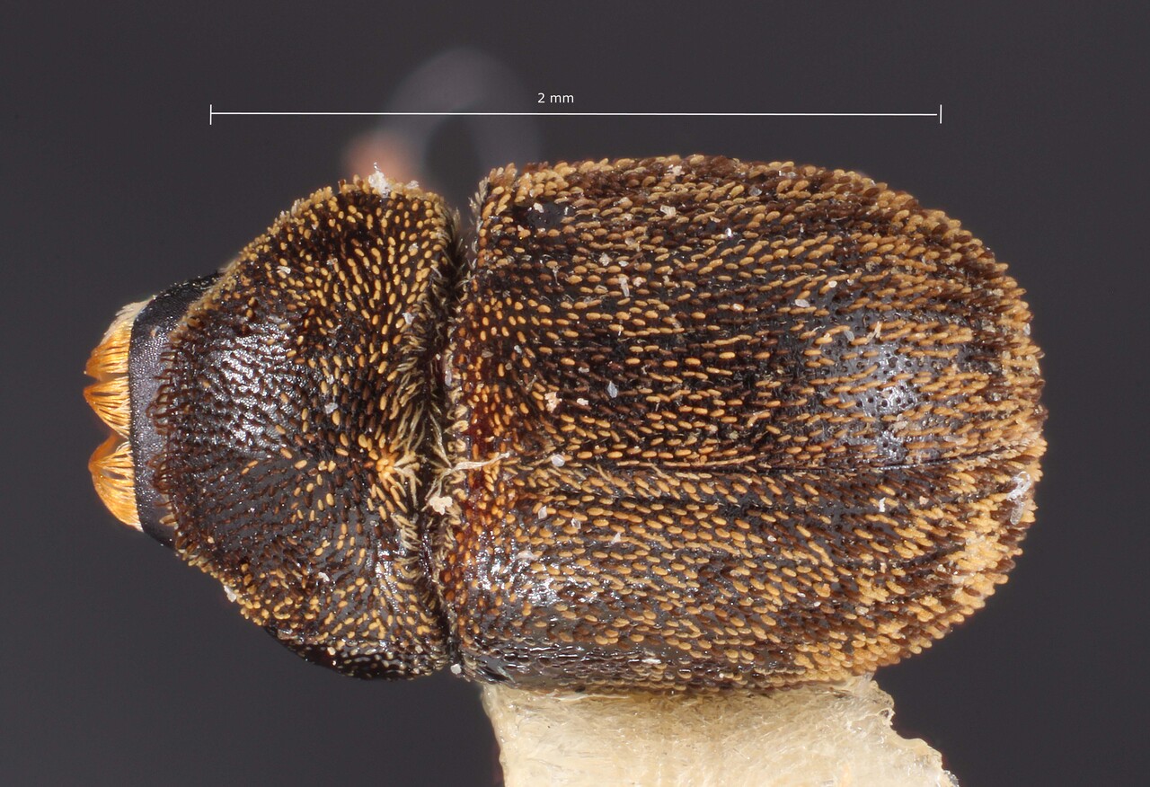 Genus / Species: Chaetophloeus psittacanthi | Image Author: TH Atkinson | Location: México, Morelos | Image Type: paratype | Collection: Texas A&M University Insect Collection