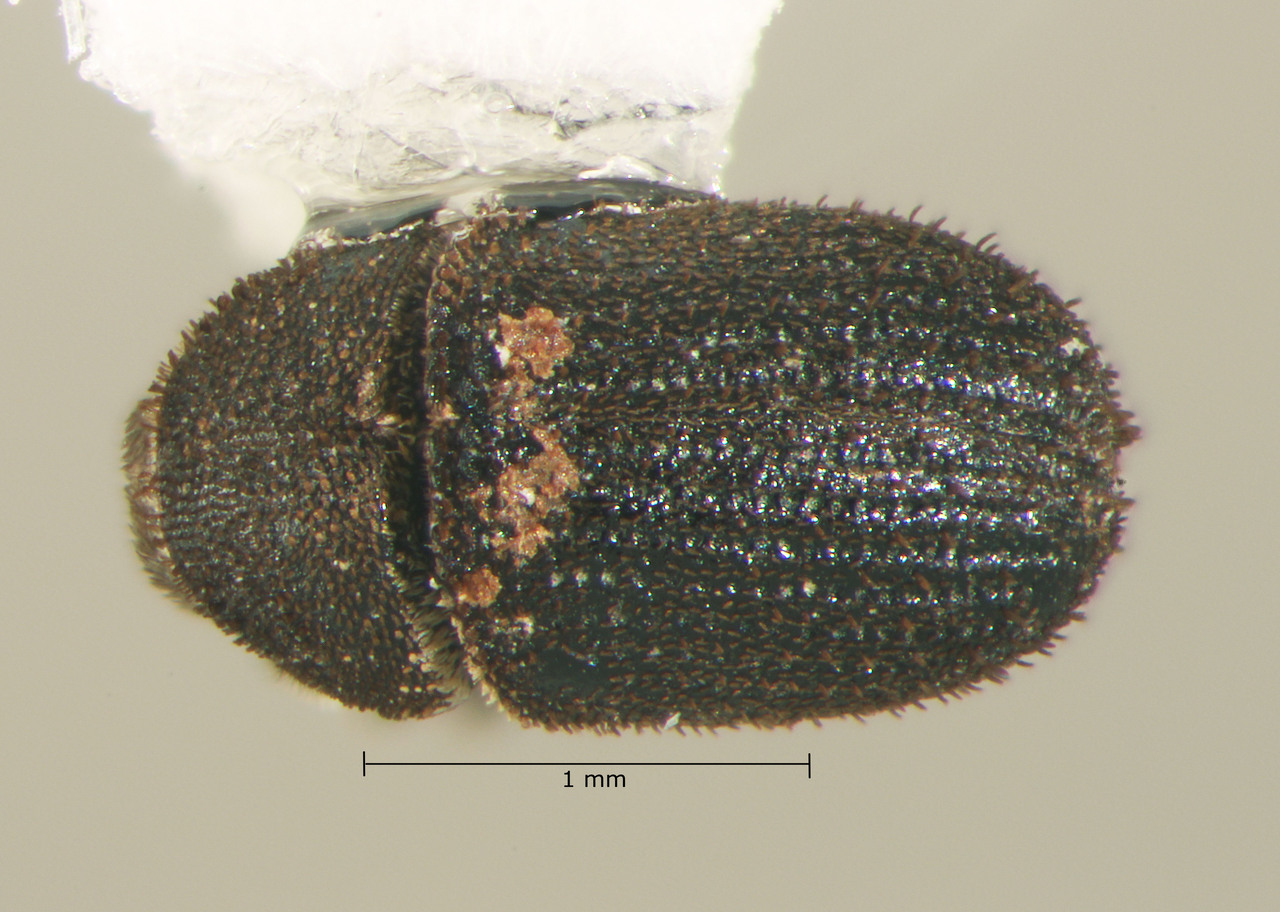 Genus / Species: Chaetophloeus woodi | Image Author: TH Atkinson | Location: México, Oaxaca, Textlihuaca, 6 km NW, carr. 135 | Collection: University of Texas Insect Collection
