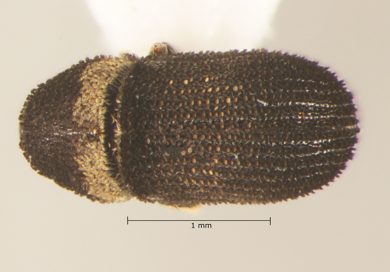 Genus / Species: Chaetophloeus zapotecanus | Image Author: TH Atkinson | Location: México, Oaxaca, Totolapan, 7 km S, camino a Sta. Ma. Zoquitlán | Collection: Colección Nacional de Insectos