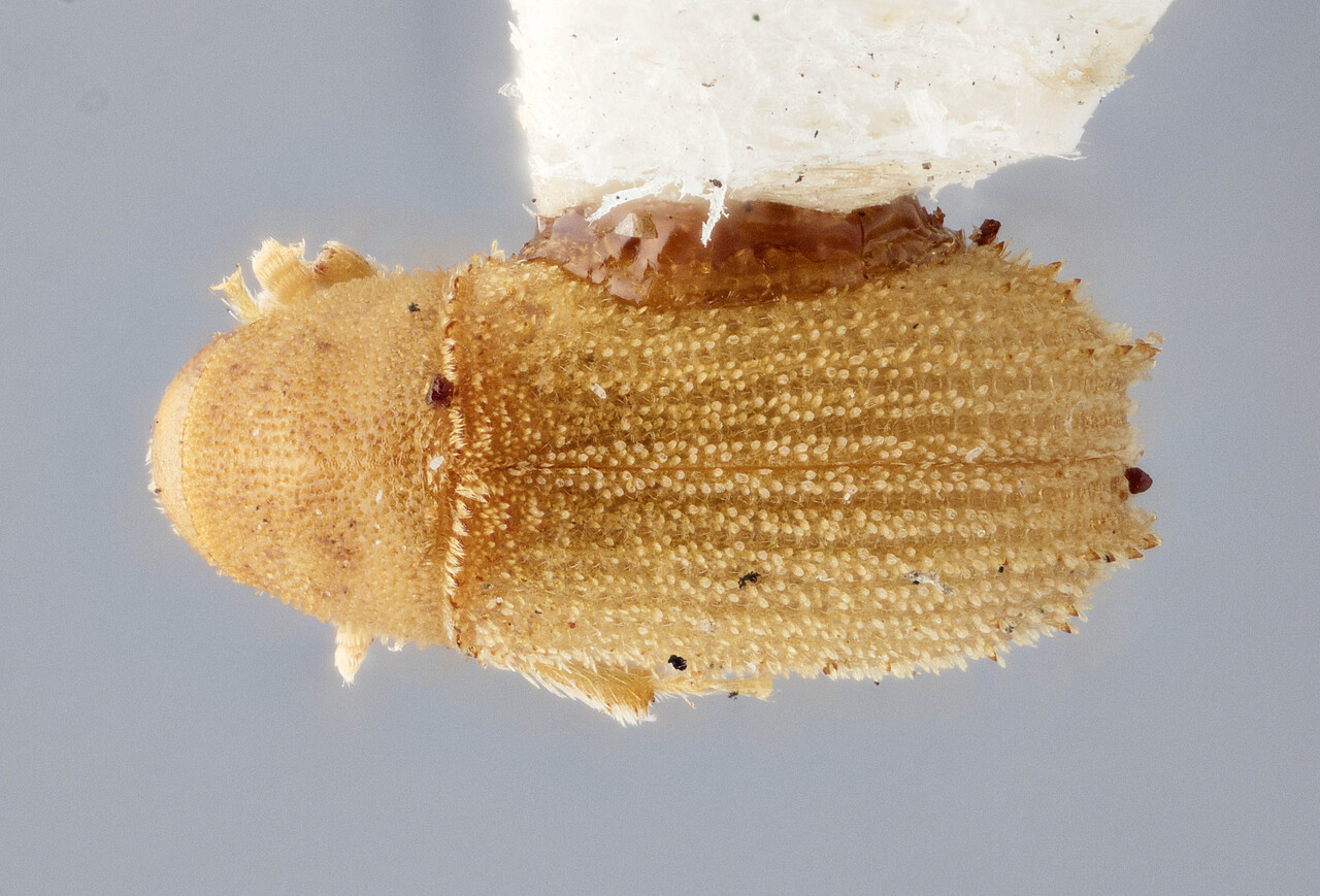 Genus / Species: Carphoborus andersoni | Image Author: J Buffam | Location: Canada, Northwest Territories, Sandstone Rapids, Coppermine River | Image Type: holotype | Collection: Canadian National Collection of Insects, Arachnids and Nematodes