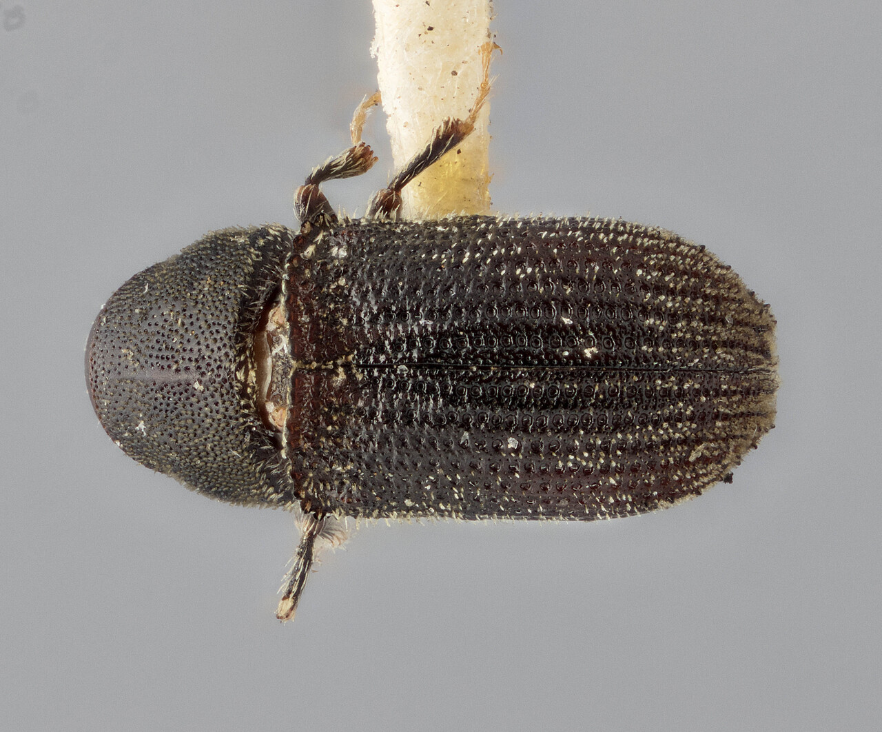 Genus / Species: Carphoborus blaisdelli | Image Author: J Buffam | Location: United States, California, Camp Baldy | Image Type: holotype | Collection: Canadian National Collection of Insects, Arachnids and Nematodes