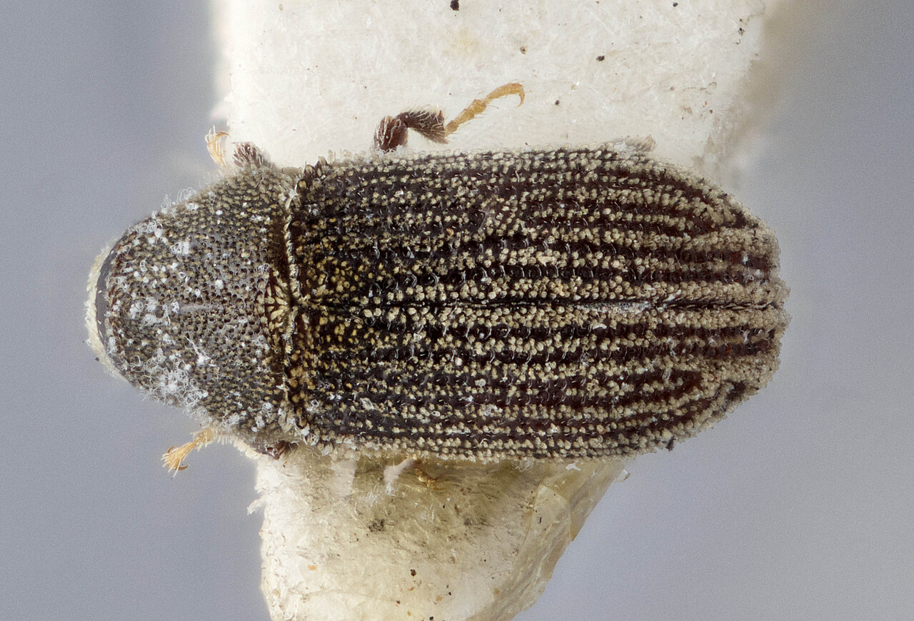 Genus / Species: Carphoborus carri | Image Author: J Buffam | Location: Canada, Alberta, Edmonton | Image Type: holotype | Collection: Canadian National Collection of Insects, Arachnids and Nematodes