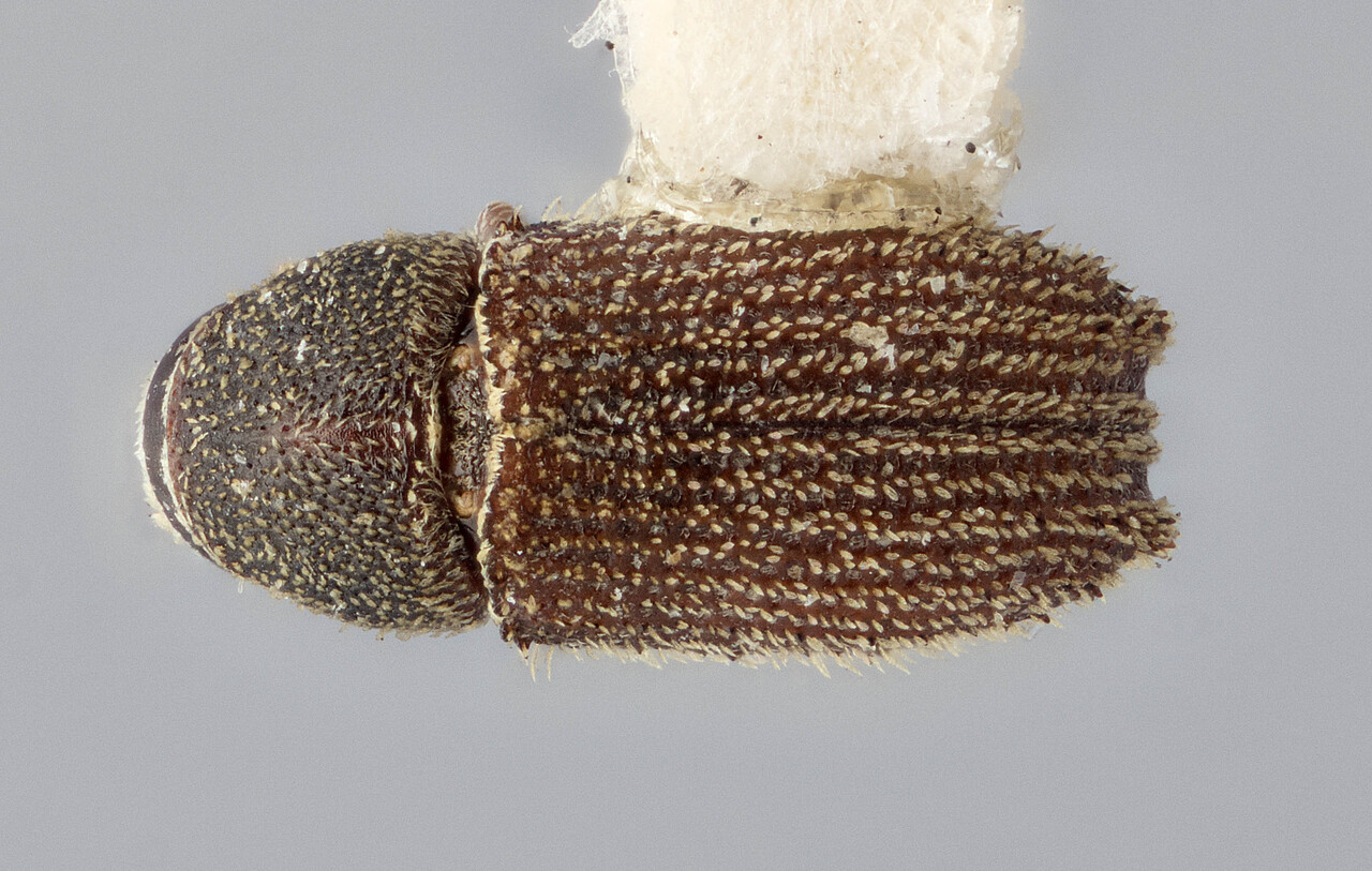 Genus / Species: Carphoborus dunni | Image Author: J Buffam | Location: Canada, New Brunswick, Nector Lake | Image Type: holotype | Collection: Canadian National Collection of Insects, Arachnids and Nematodes