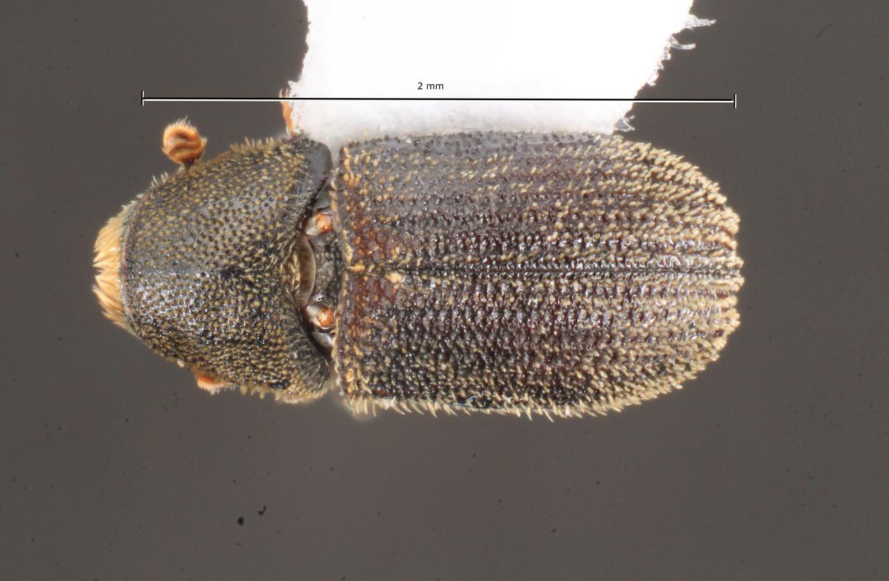 Genus / Species: Carphoborus pinicolens | Image Author: TH Atkinson | Location: United States, Oklahoma, Wheeless, 7.7. airmiles NW | Collection: University of Texas Insect Collection