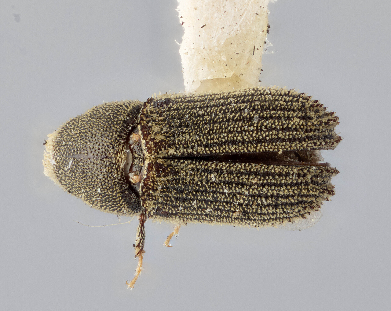 Genus / Species: Carphoborus ponderosae | Image Author: J Buffam | Location: Canada, British Columbia, Merritt (Midday Valley) | Image Type: holotype | Collection: Canadian National Collection of Insects, Arachnids and Nematodes