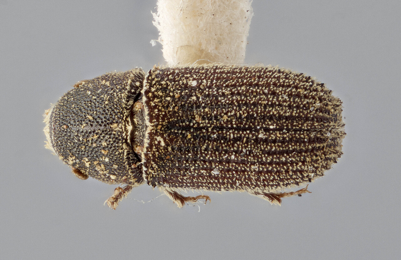 Genus / Species: Carphoborus radiatae | Image Author: J Buffam | Location: United States, California, Carmel | Image Type: holotype | Collection: Canadian National Collection of Insects, Arachnids and Nematodes