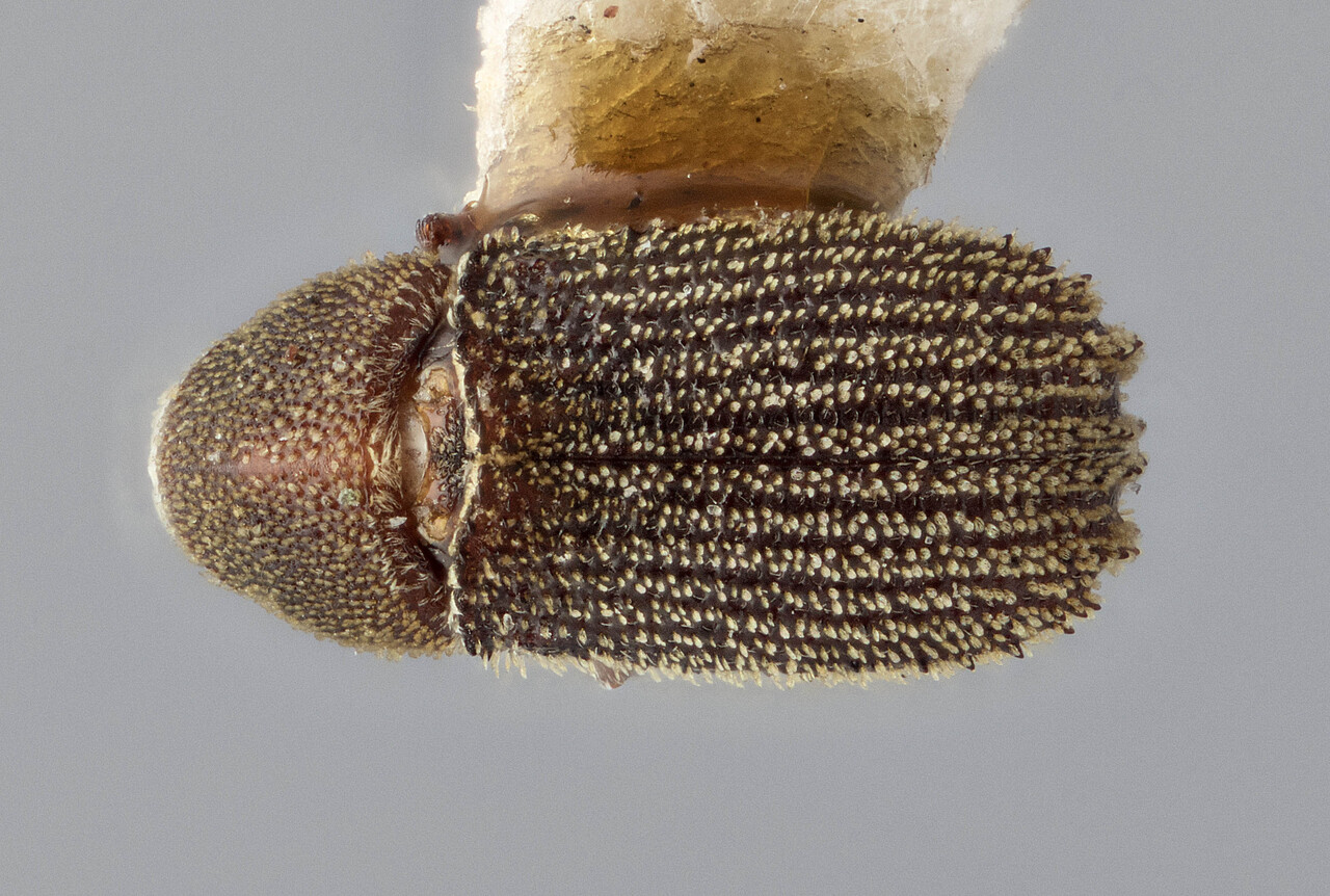 Genus / Species: Carphoborus sansoni | Image Author: J Buffam | Location: Canada, Alberta, Banff | Image Type: holotype | Collection: Canadian National Collection of Insects, Arachnids and Nematodes