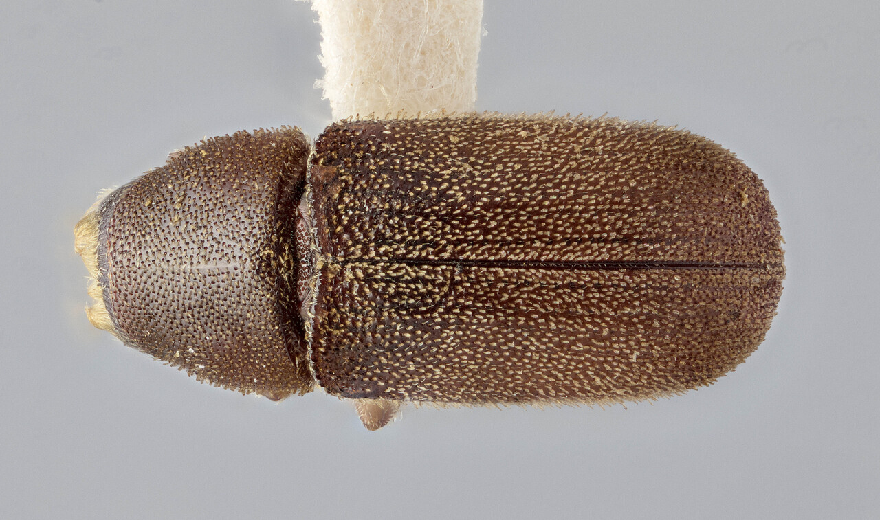 Genus / Species: Polygraphus hoppingi | Image Author: J Buffam | Location: United States, Arizona, San Francisco Peak | Image Type: holotype | Collection: Canadian National Collection of Insects, Arachnids and Nematodes