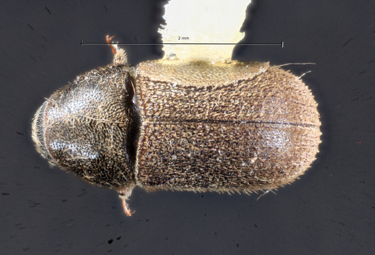 Genus / Species: Polygraphus rufipennis | Image Author: TH Atkinson | Location: United States, Colorado, Continental Reservoir, 1.5 mi N | Collection: Texas A&M University Insect Collection
