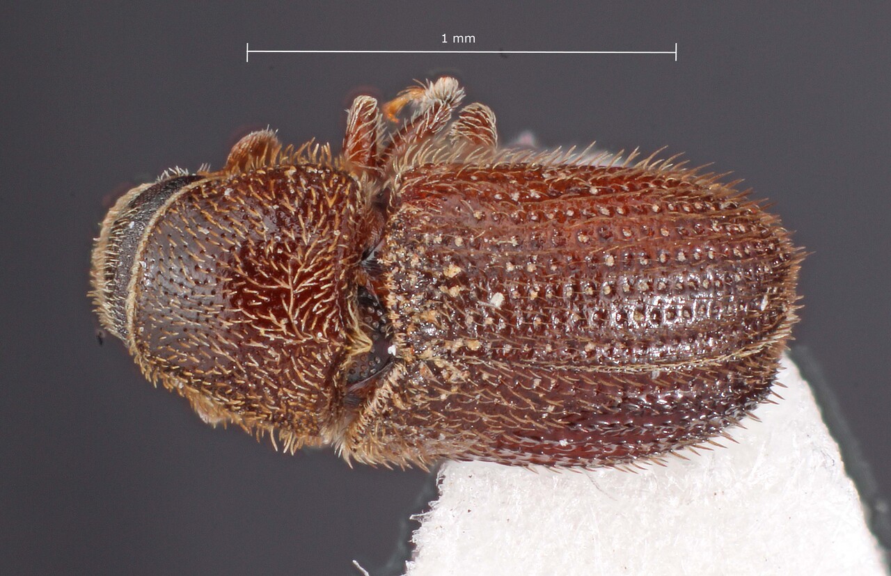 Genus / Species: Carphobius arizonicus | Image Author: TH Atkinson | Location: México, Coahuila, Cuahtemoc | Collection: University of Texas Insect Collection