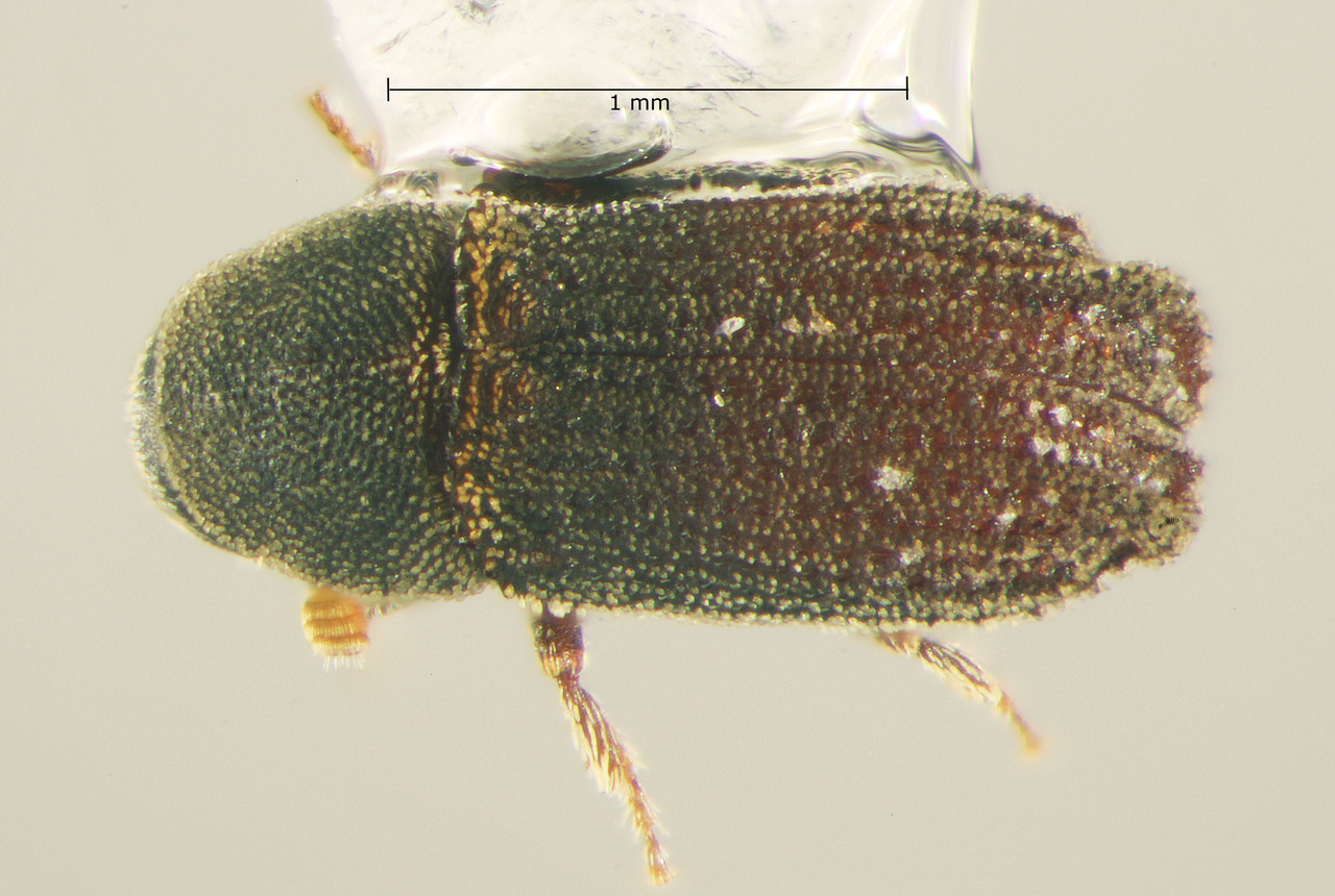 Genus / Species: Carphoborus bicornis | Image Author: TH Atkinson | Location: United States, Texas, Camp Maxey | Collection: University of Texas Insect Collection