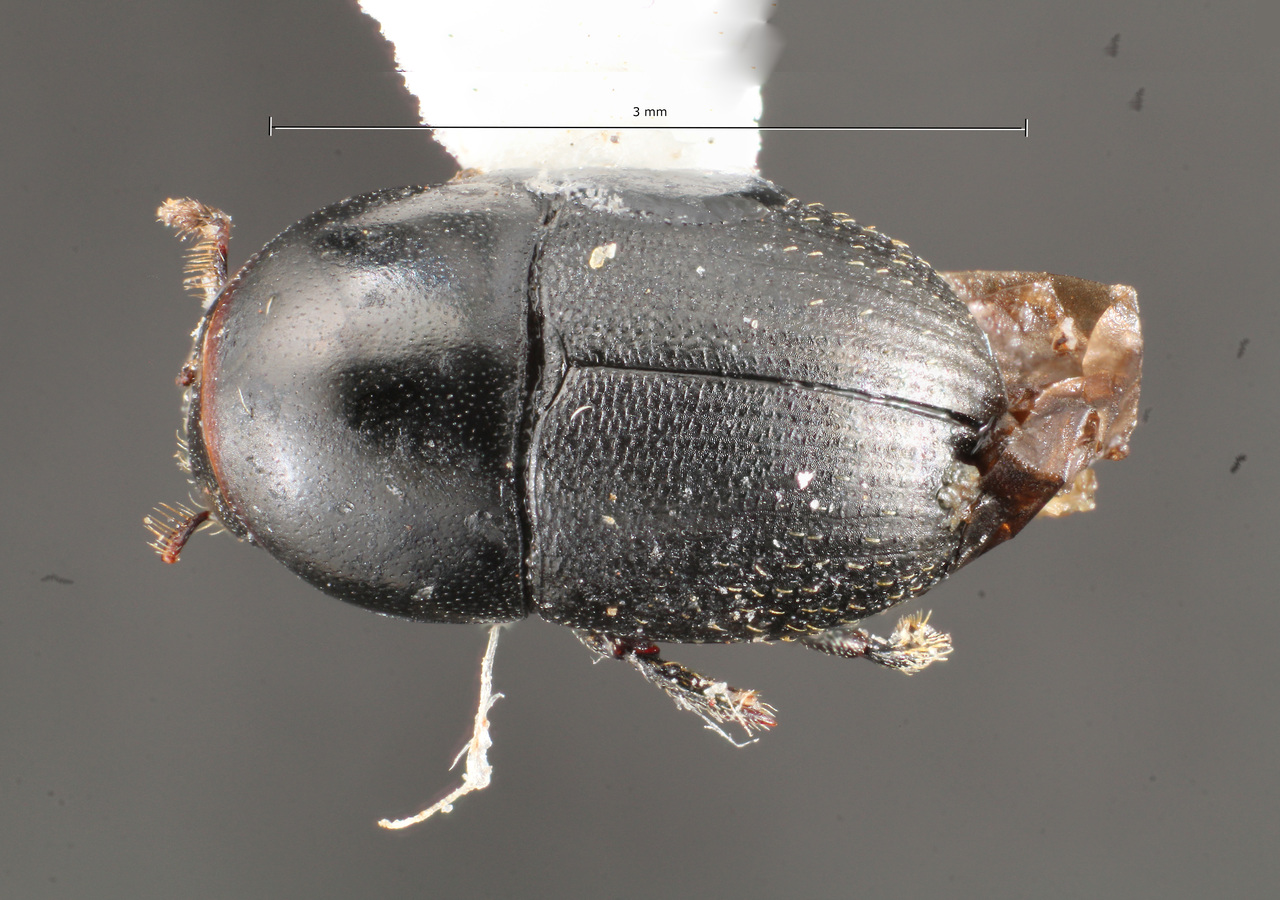 Genus / Species: Camptocerus charpentierae | Image Author: TH Atkinson | Location: Brazil, Amapá, Tartarugalzinho | Collection: Faculdade de Engenharia