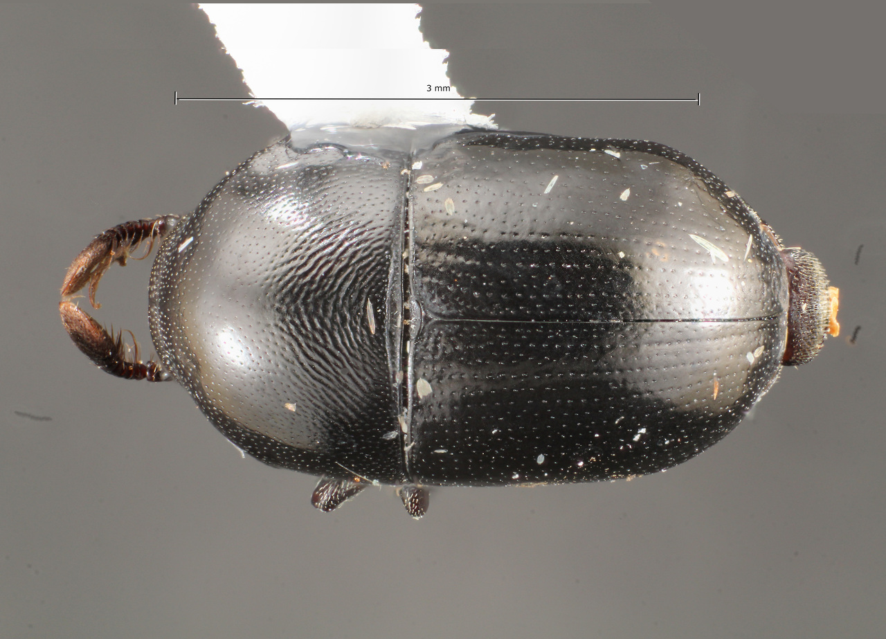 Genus / Species: Camptocerus aterrimus | Image Author: TH Atkinson | Location: Brazil, Amapá, Tartarugalzinho | Collection: Faculdade de Engenharia