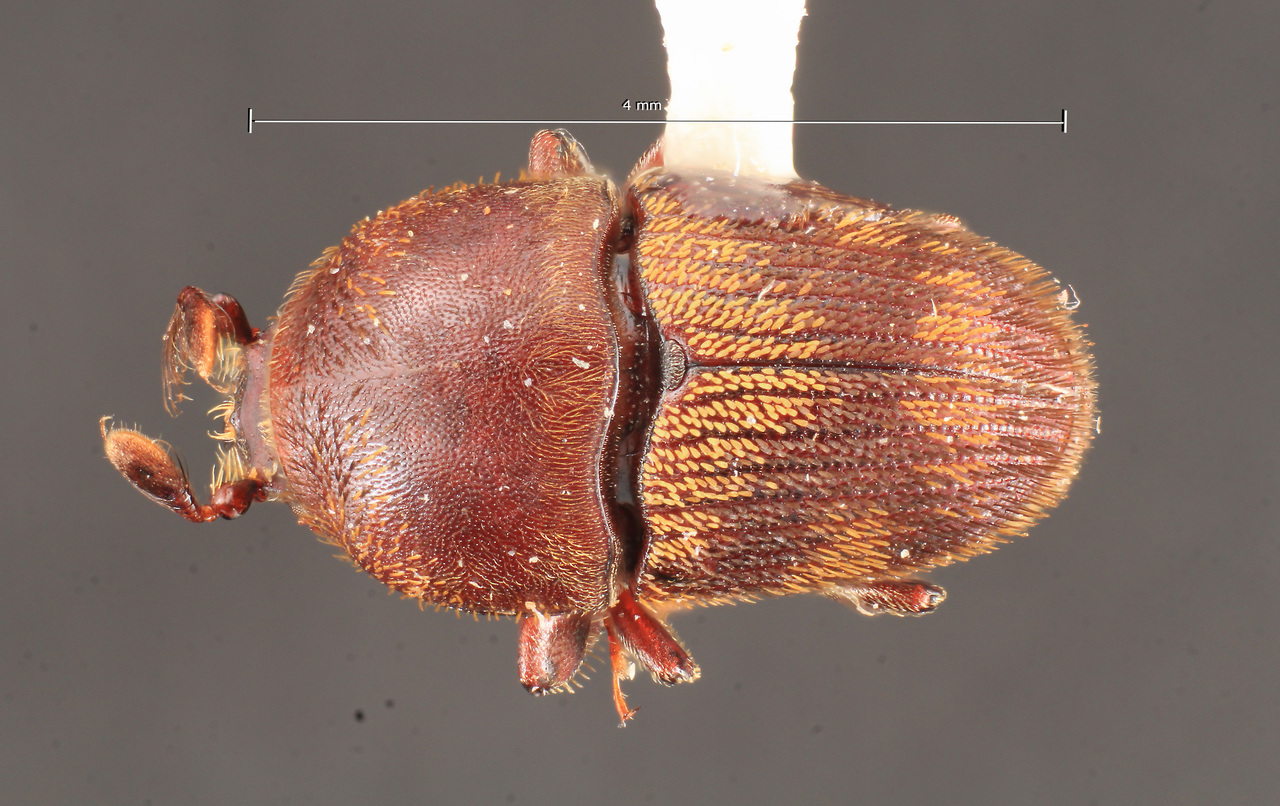 Genus / Species: Camptocerus auricomus | Image Author: TH Atkinson | Location: Panamá, Panamá, El Llano-Carti Rd., km 8 | Collection: University of Texas Insect Collection