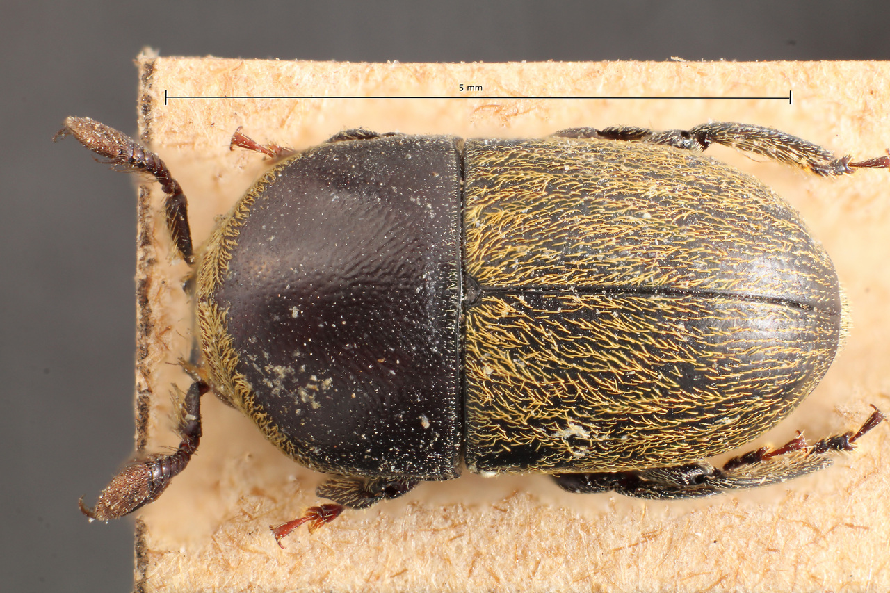 Genus / Species: Camptocerus hirtipennis | Image Author: TH Atkinson | Location: Brazil, Amazonas, Tefe | Image Type: holotype | Collection: Museo de Zoologia