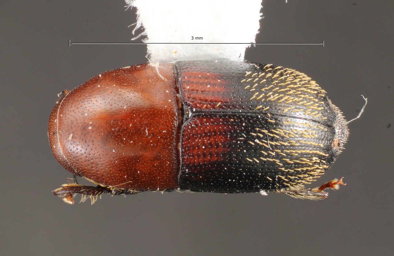 Genus / Species: Camptocerus igniculus | Image Author: TH Atkinson | Location: Brazil, Amapá, Tartarugalzinho | Collection: Faculdade de Engenharia