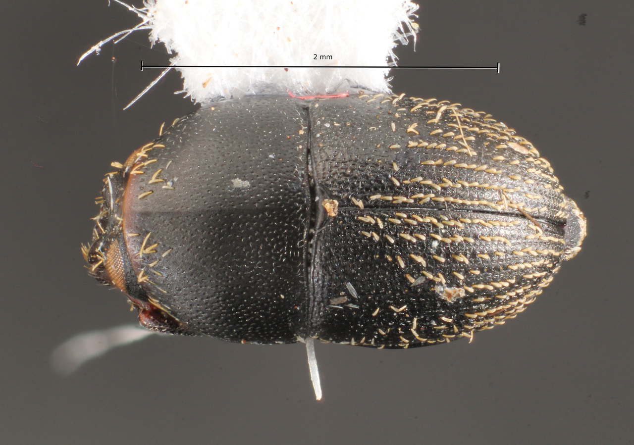 Genus / Species: Camptocerus latipilis | Image Author: TH Atkinson | Location: Brazil, Amapá, Tartarugalzinho | Collection: Faculdade de Engenharia