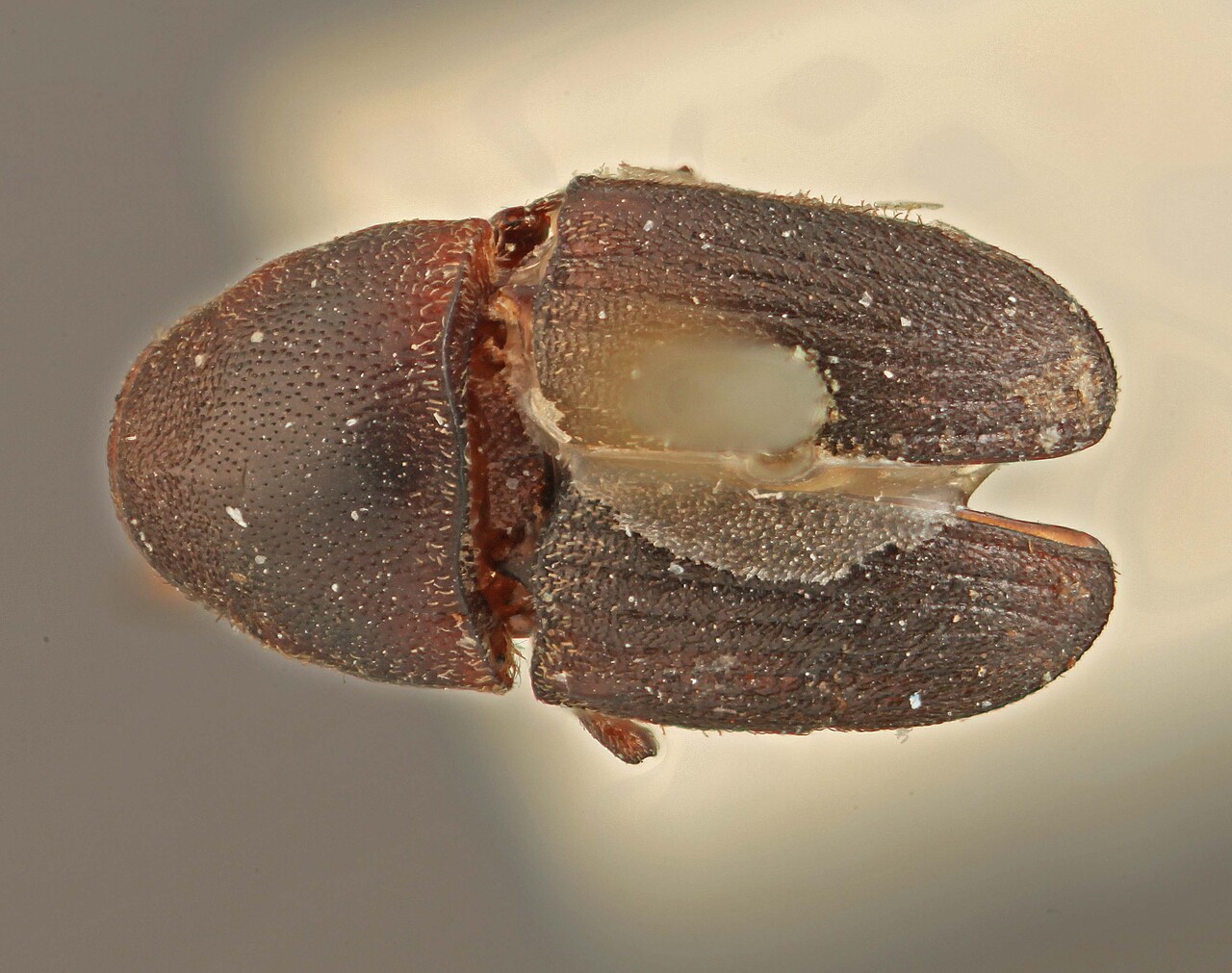 Genus / Species: Ceratolepis jucunda | Image Author: SM Smith | Location: Brazil, Rio de Janeiro, Nova Friburgo | Image Type: holotype | Collection: Institut Royal des Sciences Naturelles