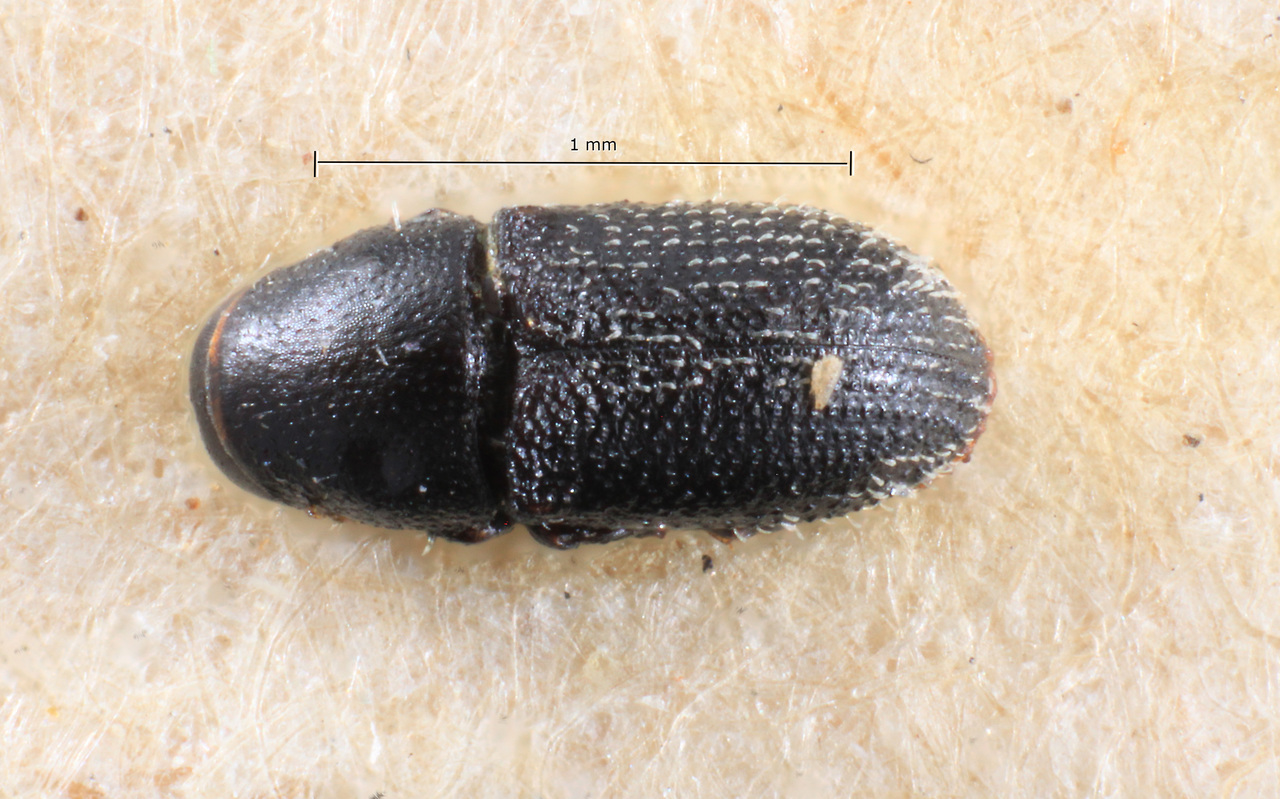 Genus / Species: Cnemonyx brevisetosus | Image Author: TH Atkinson | Location: Argentina, Buenos Aires, Isla Martín Garcia | Image Type: paratype | Collection: Museo de la Plata