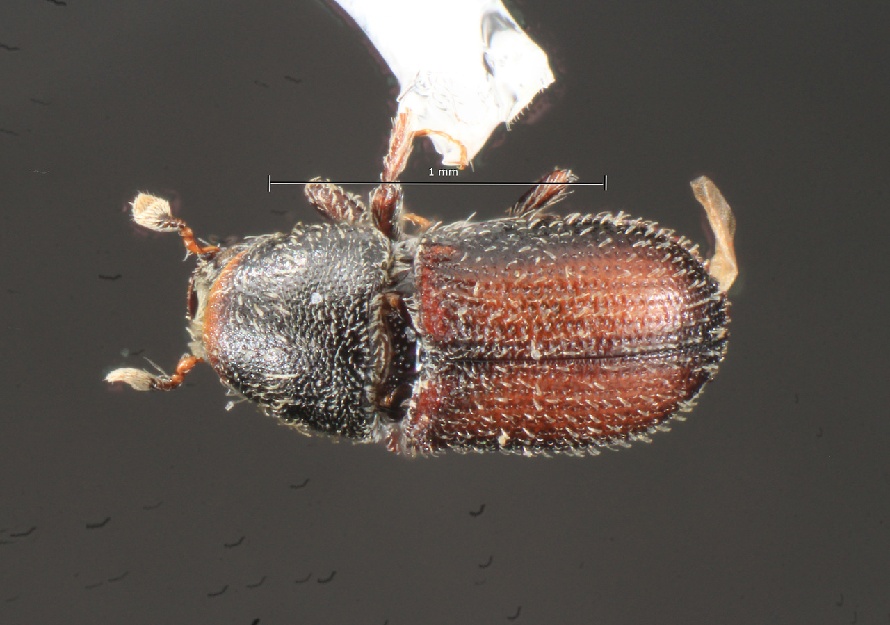 Genus / Species: Cnemonyx galeritus | Image Author: TH Atkinson | Location: Argentina, Chubut, Sarmiento, 24 km W | Collection: University of Texas Insect Collection