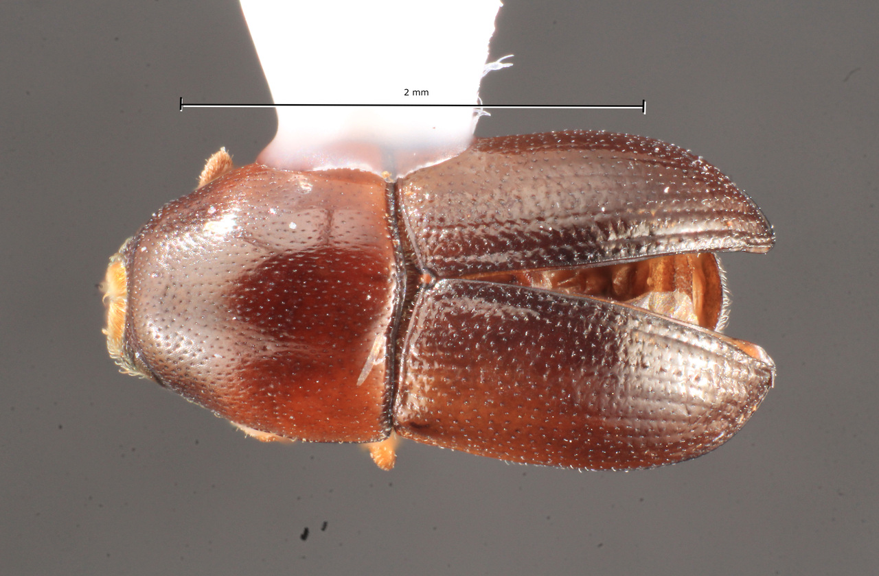 Genus / Species: Cnemonyx glabratus | Image Author: TH Atkinson | Location: México, Oaxaca, Uxpanapa | Collection: University of Texas Insect Collection